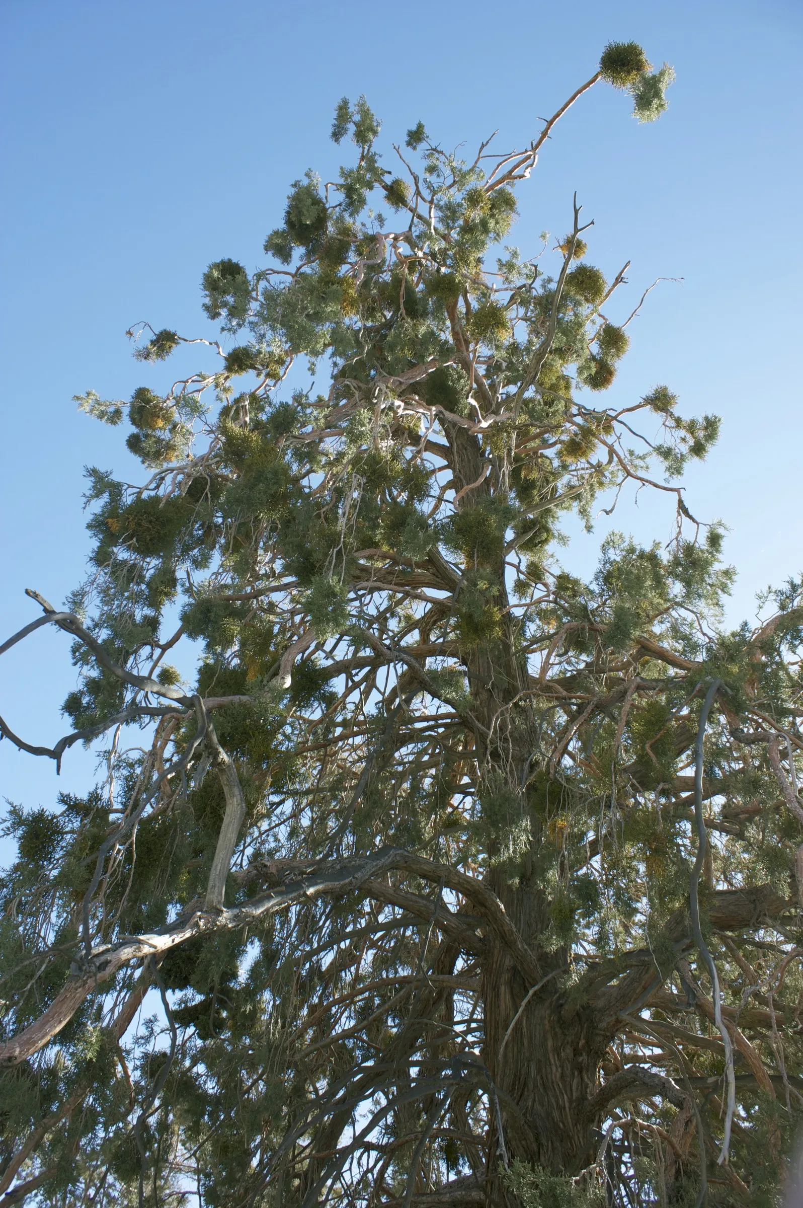 Incense Cedar (Calocedrus Decurrens) — The Incense Cedar (Calocedrus decurrens) is an evergreen conifer