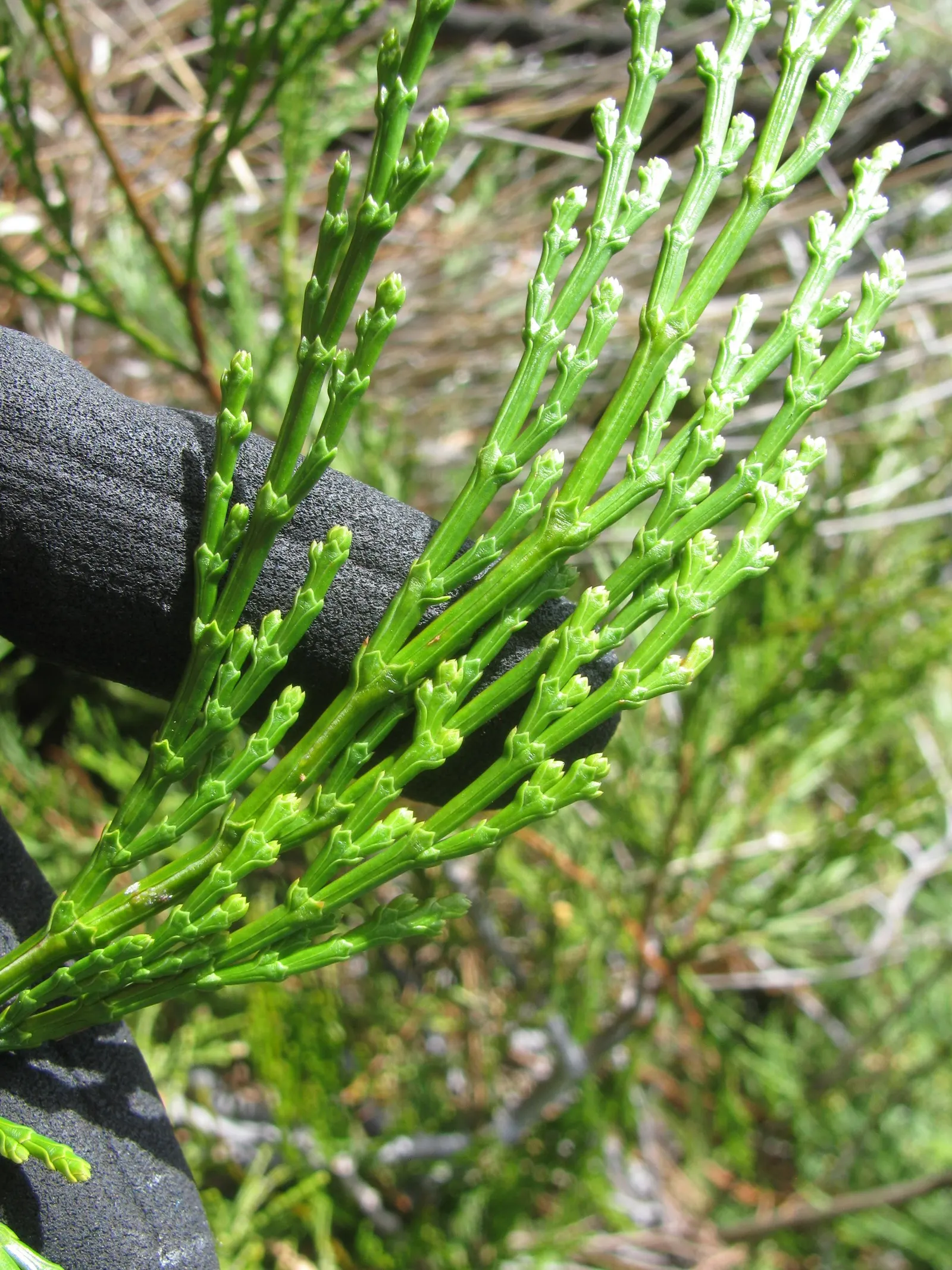 Incense Cedar (Calocedrus Decurrens) — prized for its aromatic wood and dense