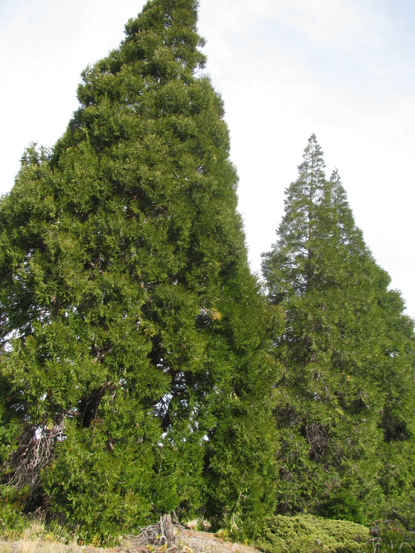 Incense Cedar (Calocedrus Decurrens) — or as a stately hedgerow to enjoy its majestic form and aromatic ambiance