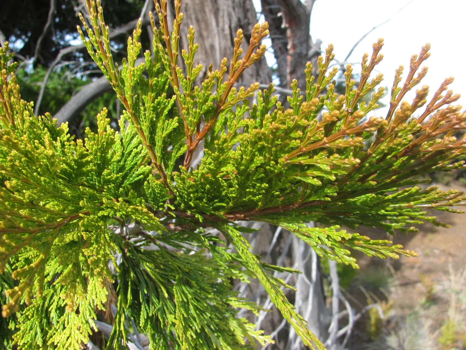 Incense Cedar (Calocedrus Decurrens) — Incense Cedar prefers well-draining conditions and full sun to partial shade exposure