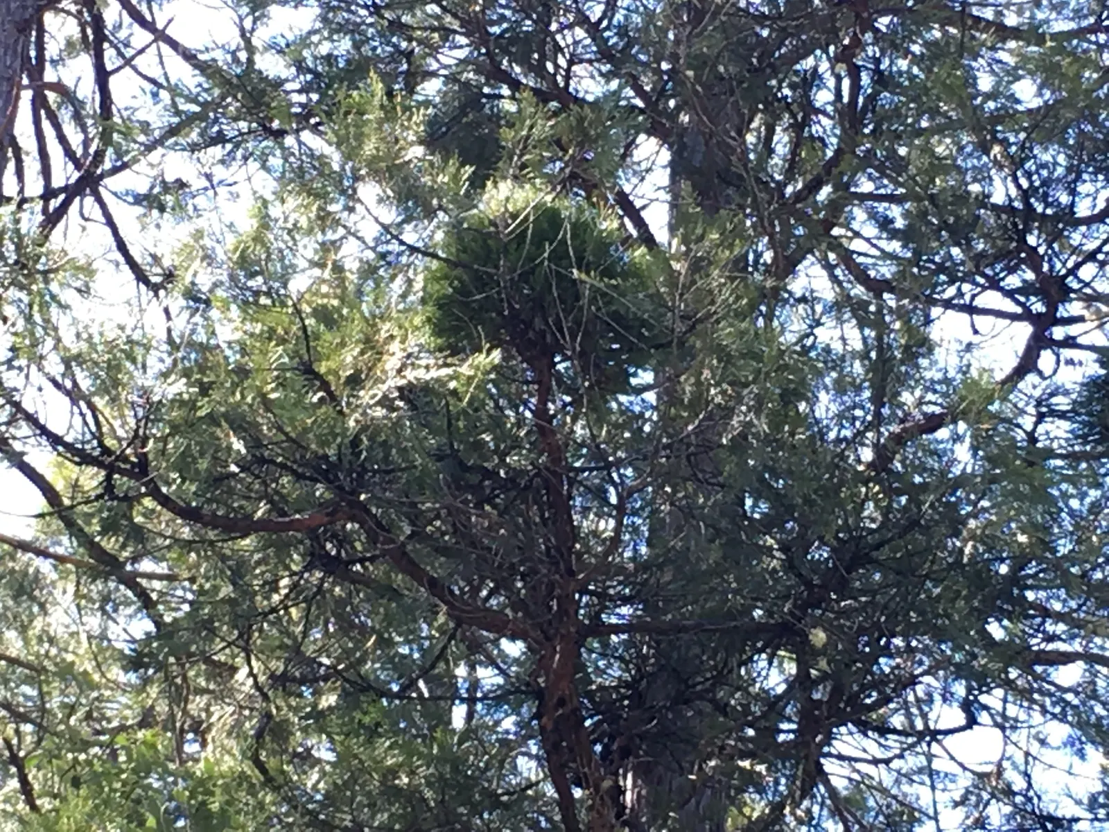 Incense Cedar (Calocedrus Decurrens) — Hardy in USDA zones 5 to 8