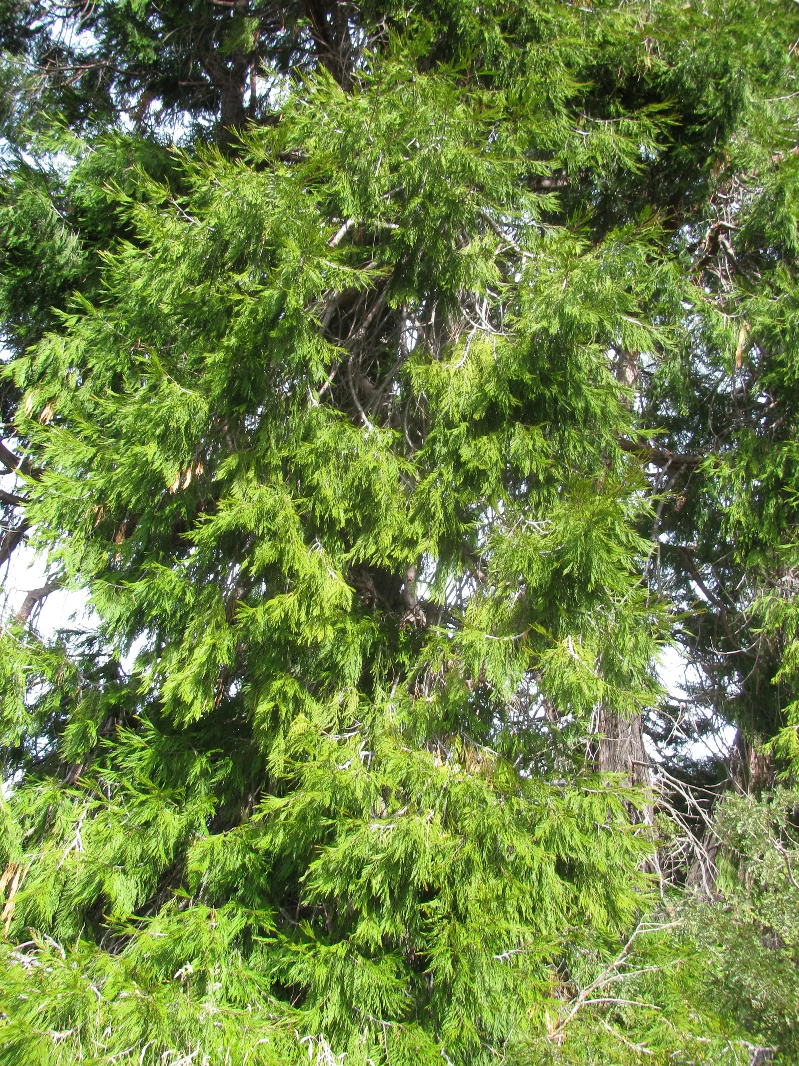 Incense Cedar (Calocedrus Decurrens) — Mature specimens reach up to 90 feet in height with a spread of 10-15 feet