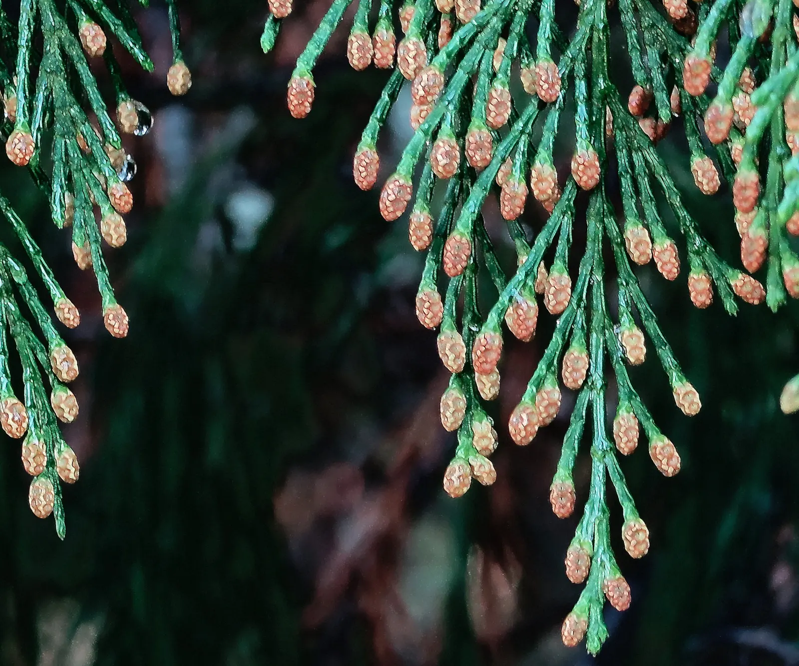 Incense Cedar (Calocedrus Decurrens) — Low maintenance and drought-tolerant once established