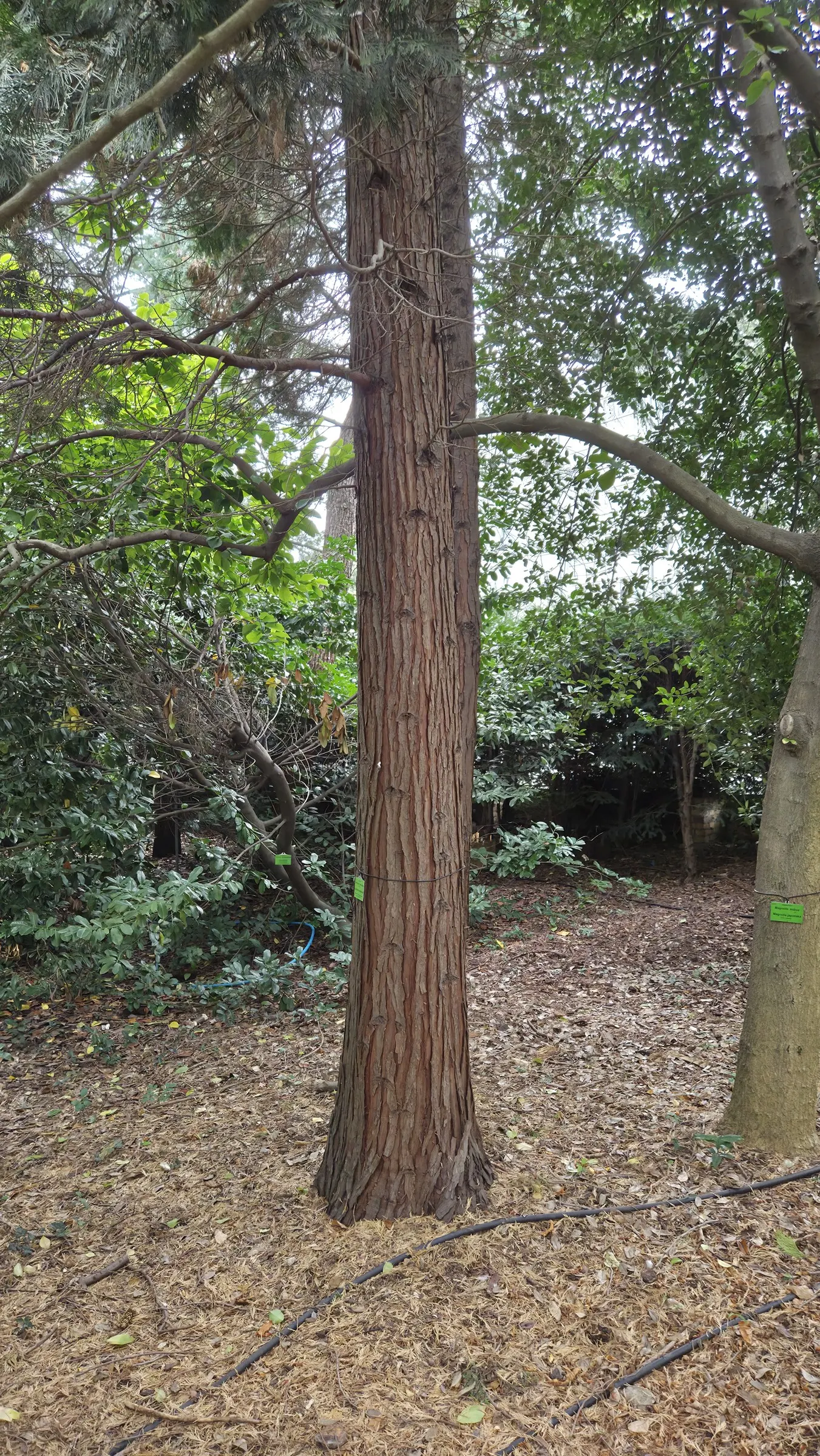 Incense Cedar (Calocedrus Decurrens) — it is drought-tolerant once established