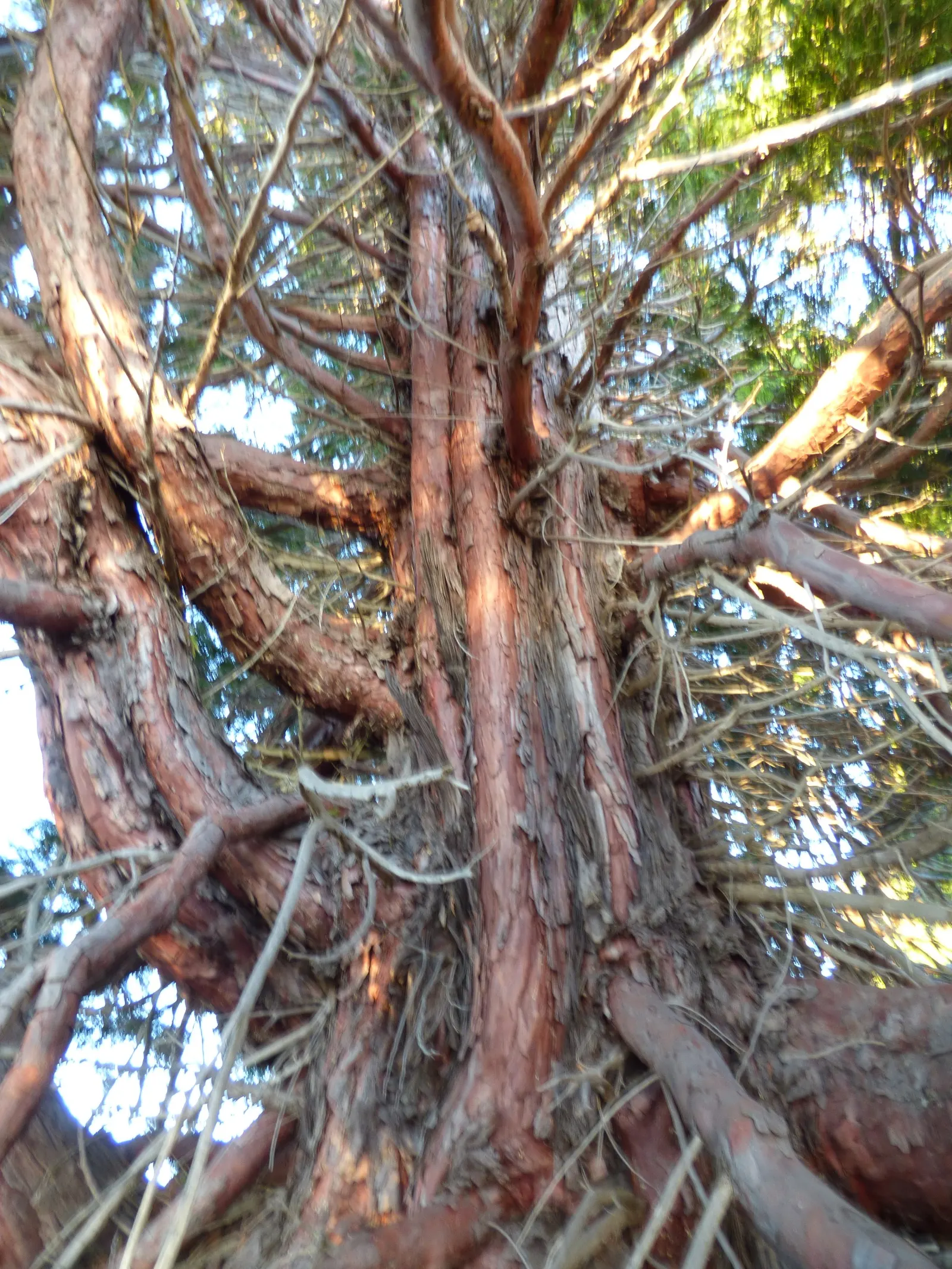 Incense Cedar (Calocedrus Decurrens) — giving rise to the tree's common name; or as a stately hedgerow to enjoy its majestic form and aromatic ambiance