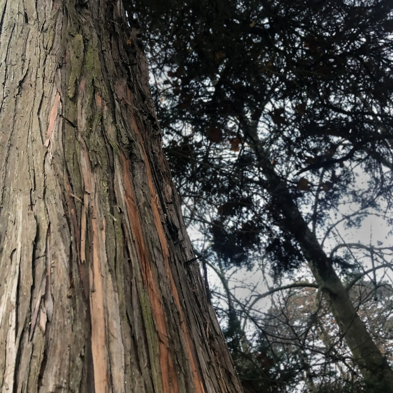 Incense Cedar (Calocedrus Decurrens) — This foliage maintains its deep green color all year round