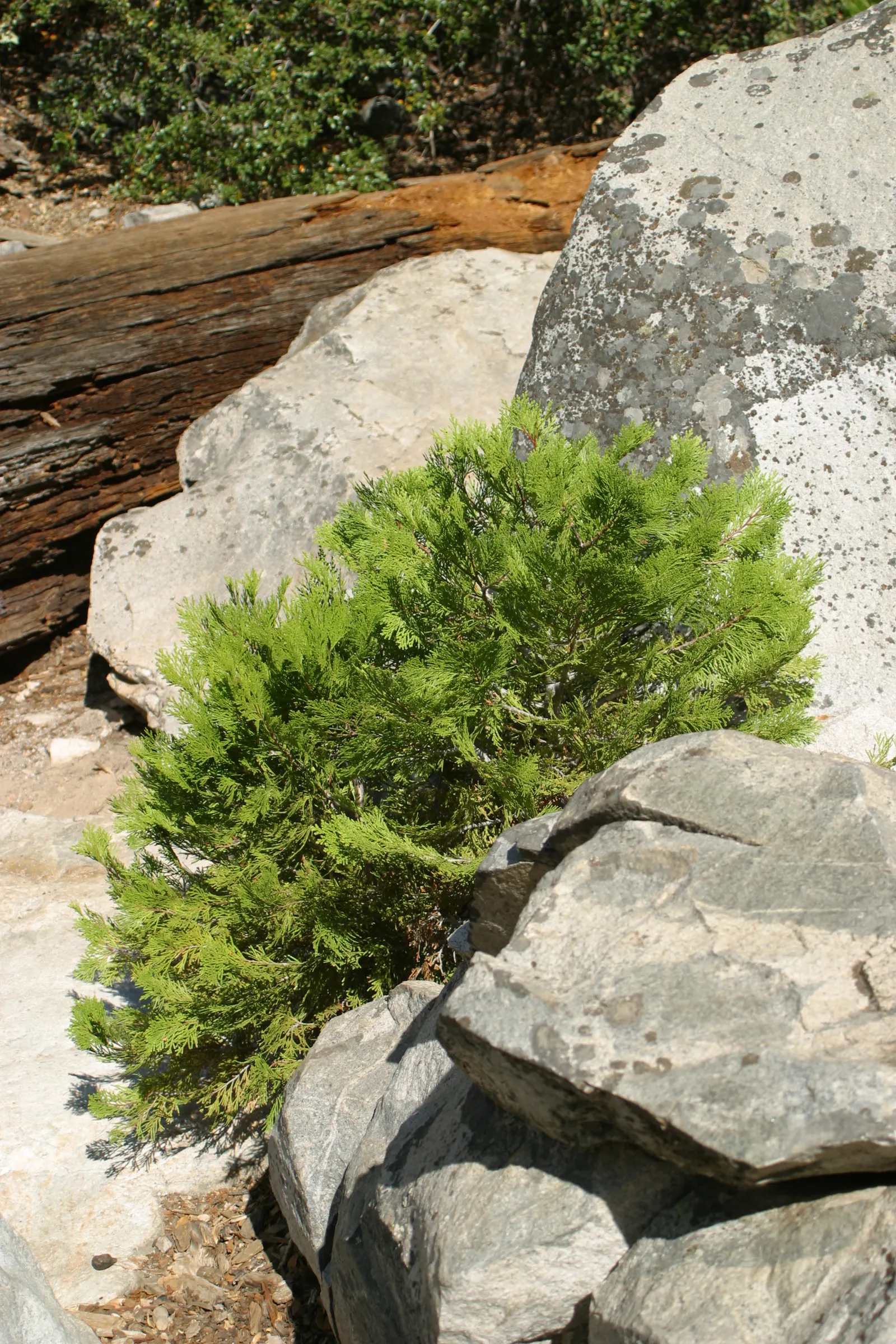 Incense Cedar (Calocedrus Decurrens) — Mature specimens reach up to 90 feet in height with a spread of 10-15 feet; giving rise to the tree's common name