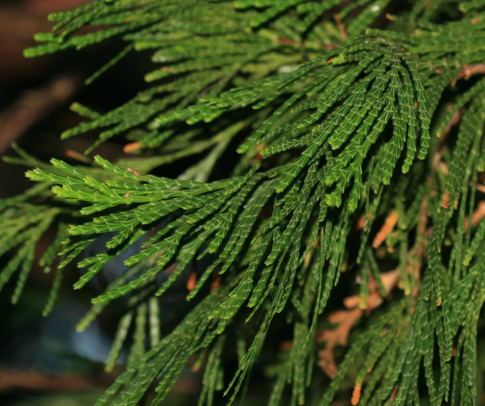 Incense Cedar (Calocedrus Decurrens) — The Incense Cedar (Calocedrus decurrens) is an evergreen conifer; foliage is scale-like, bright green turning bronze in