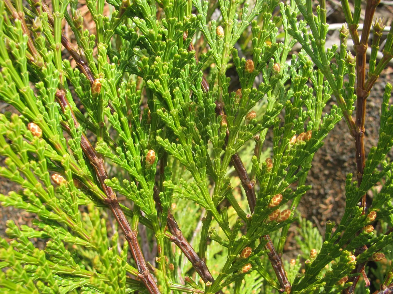 Incense Cedar (Calocedrus Decurrens) — Calocedrus decurrens sets a scene of understated elegance; low maintenance and drought-tolerant once established