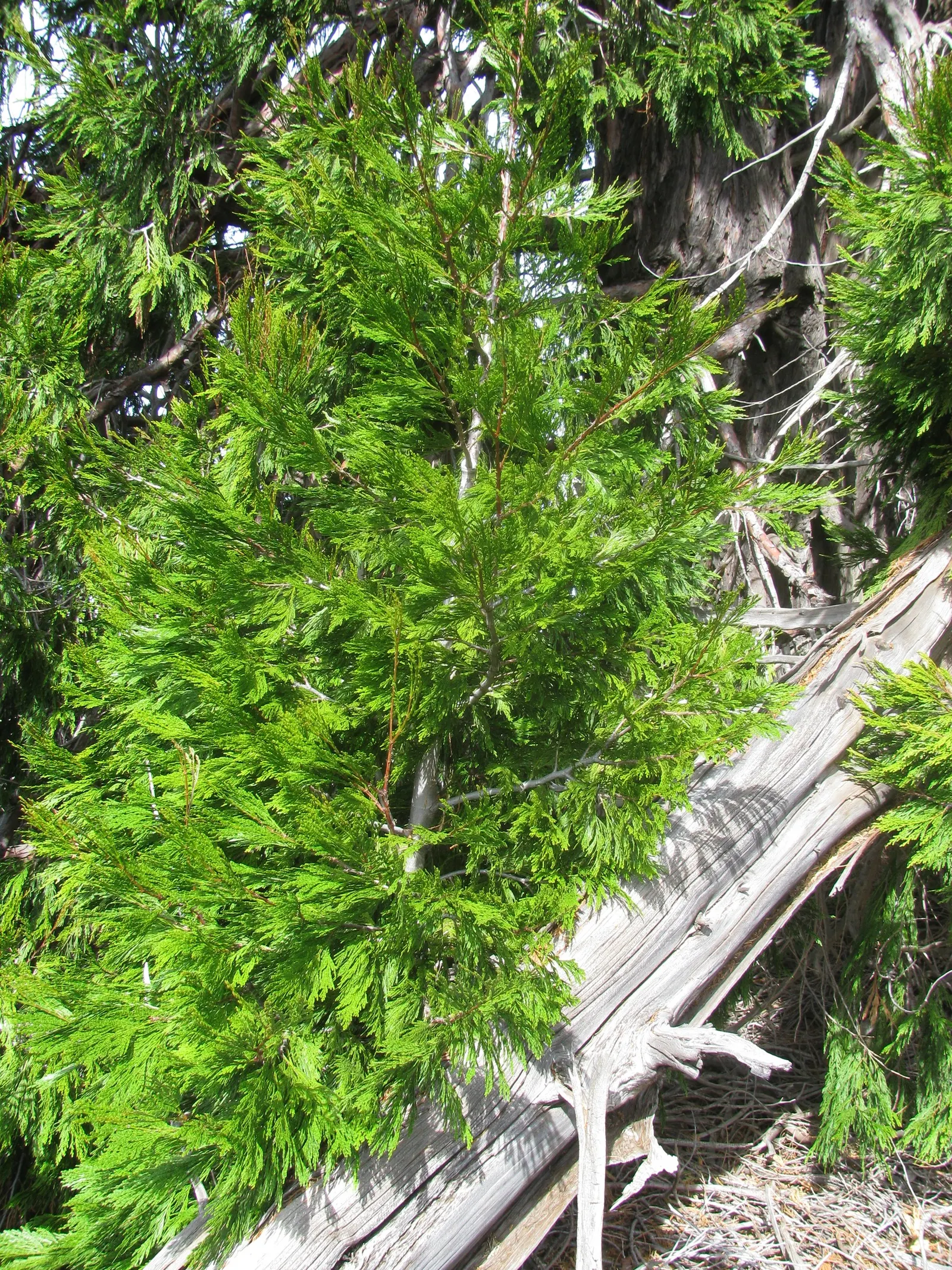 Incense Cedar (Calocedrus Decurrens) — This foliage maintains its deep green color all year round; ideal as a specimen tree or privacy screen
