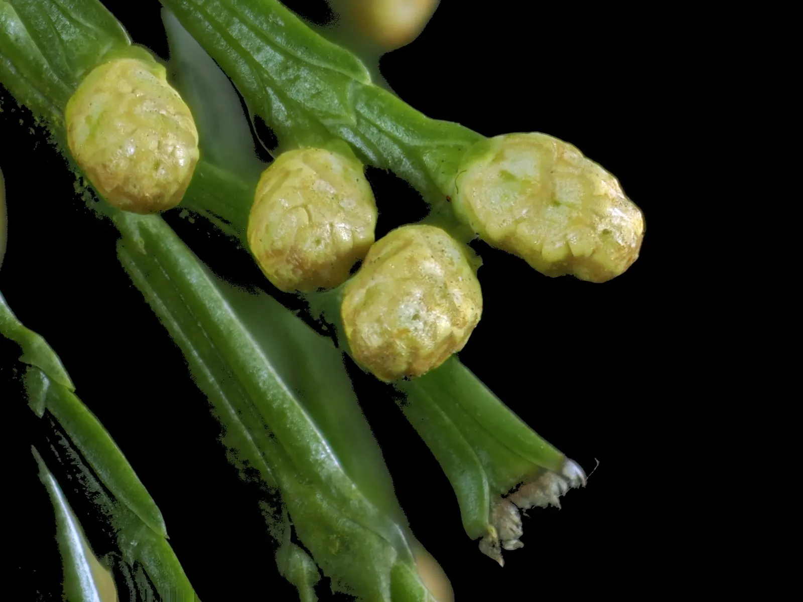 Incense Cedar (Calocedrus Decurrens) — Plant this stalwart as a single specimen