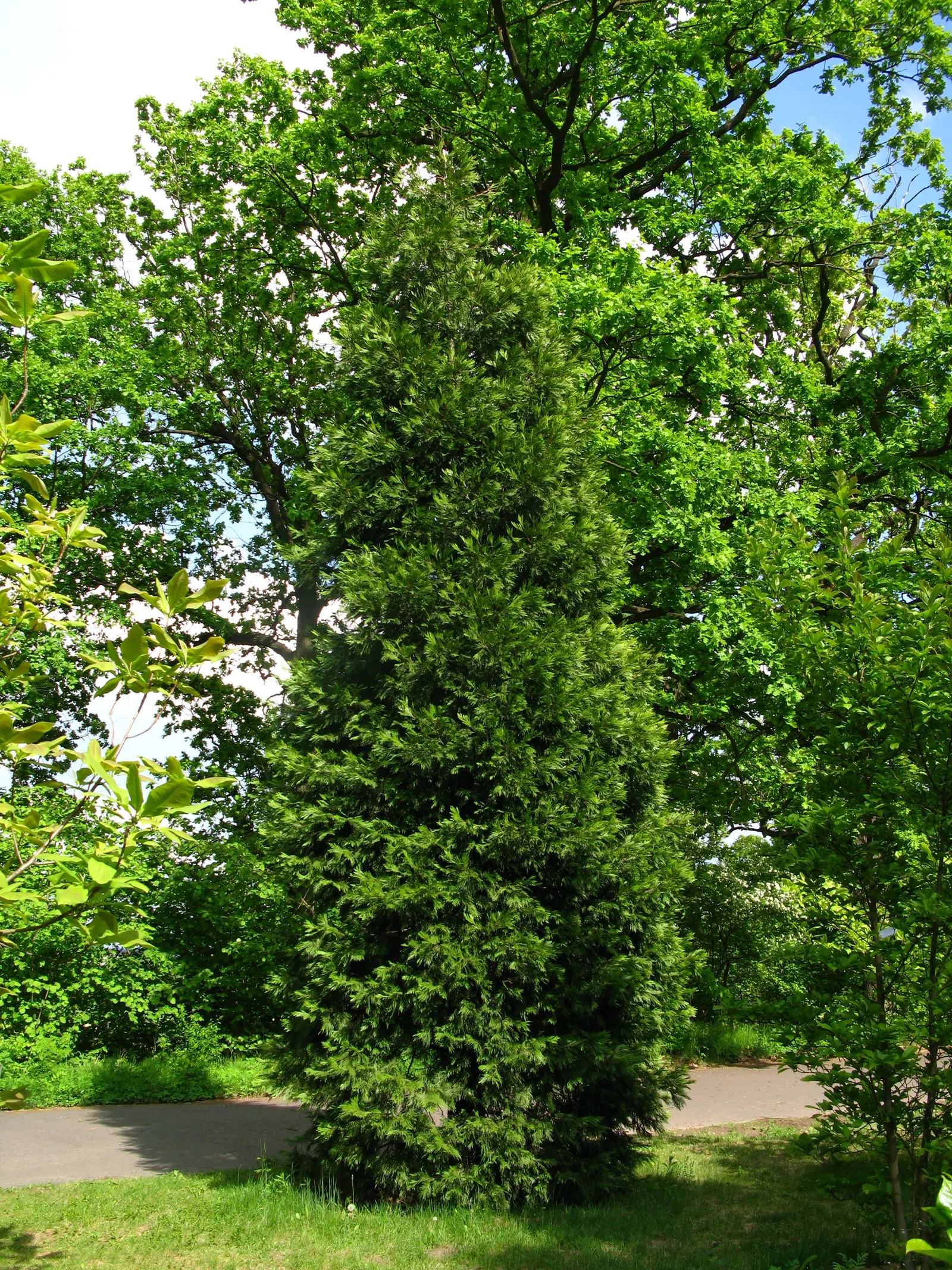 Incense Cedar (Calocedrus Decurrens) — Thriving in USDA zones 5-8, it prefers full sun and well-drained soil