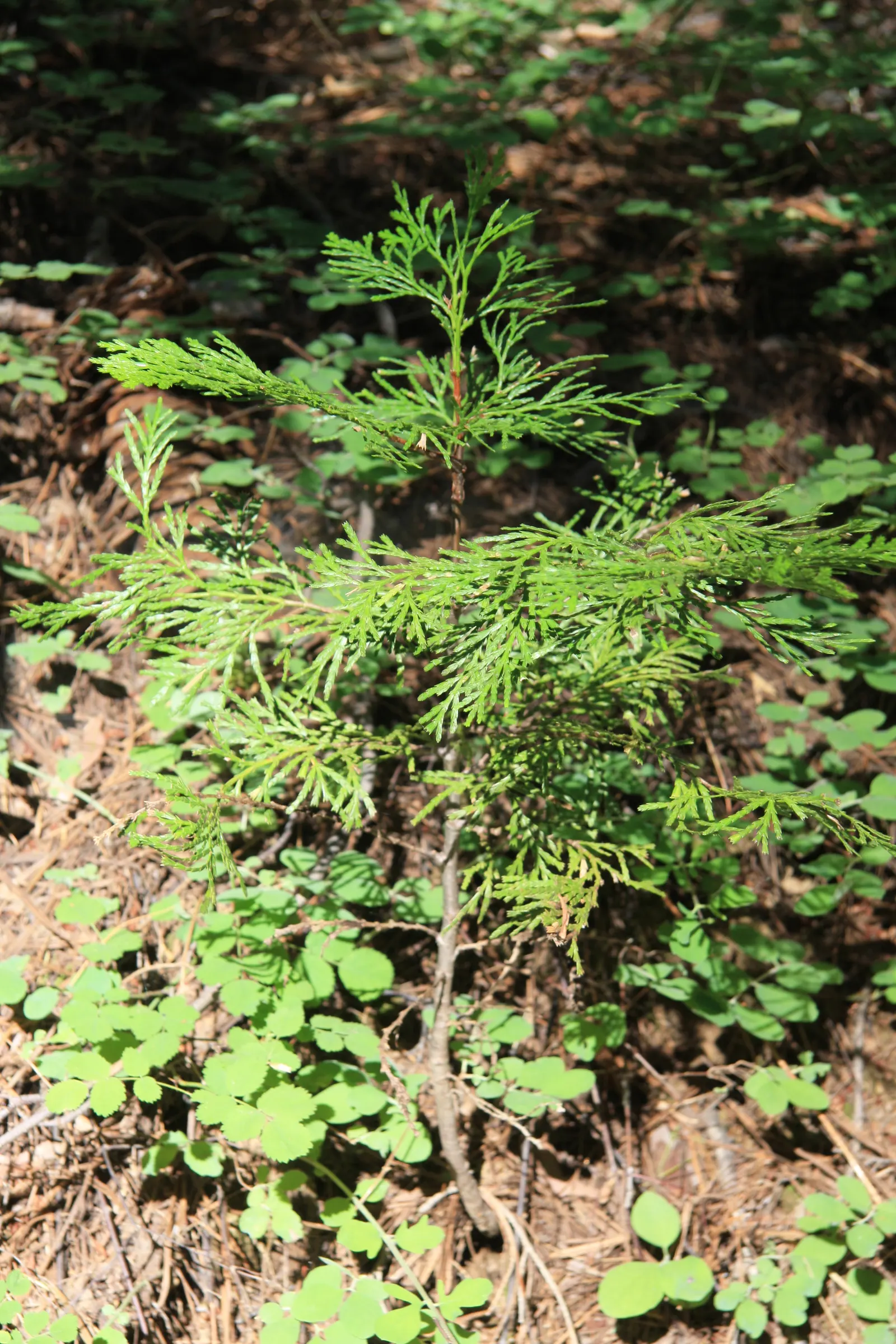 Incense Cedar (Calocedrus Decurrens) — conifer / tree for full or half