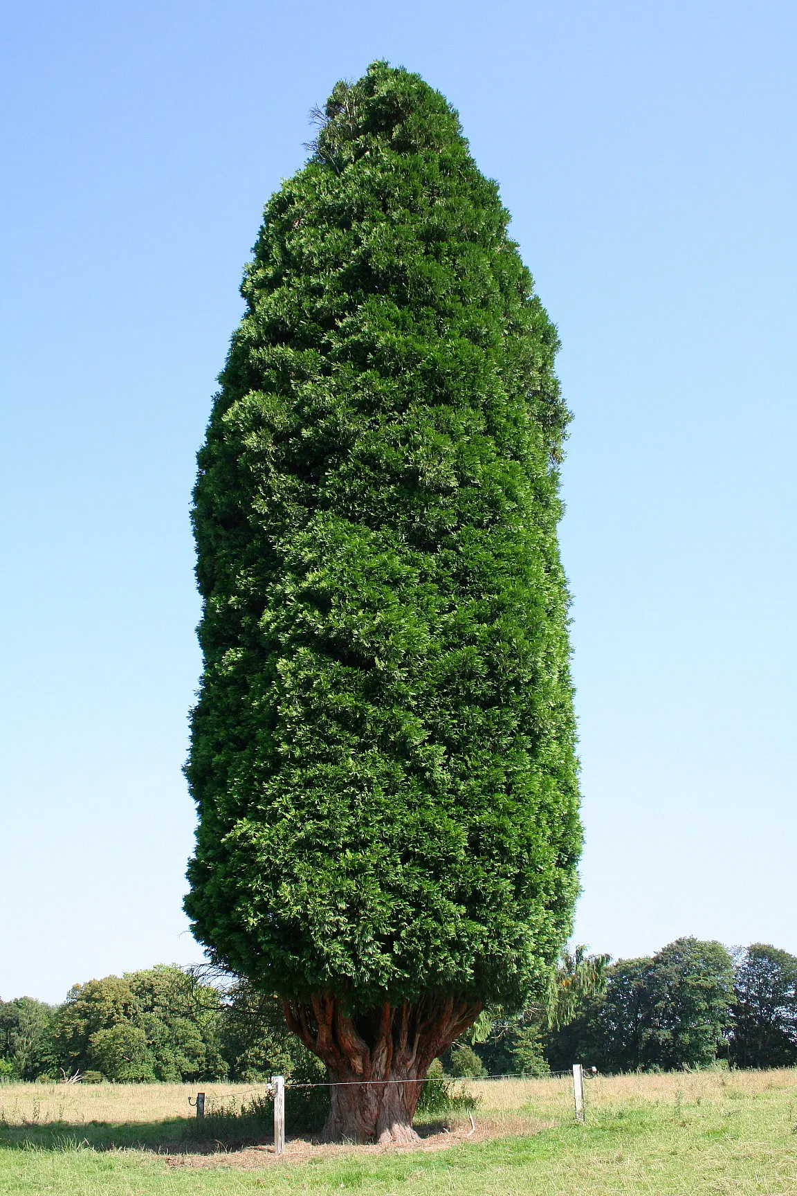 Incense Cedar (Calocedrus Decurrens) — giving rise to the tree's common name