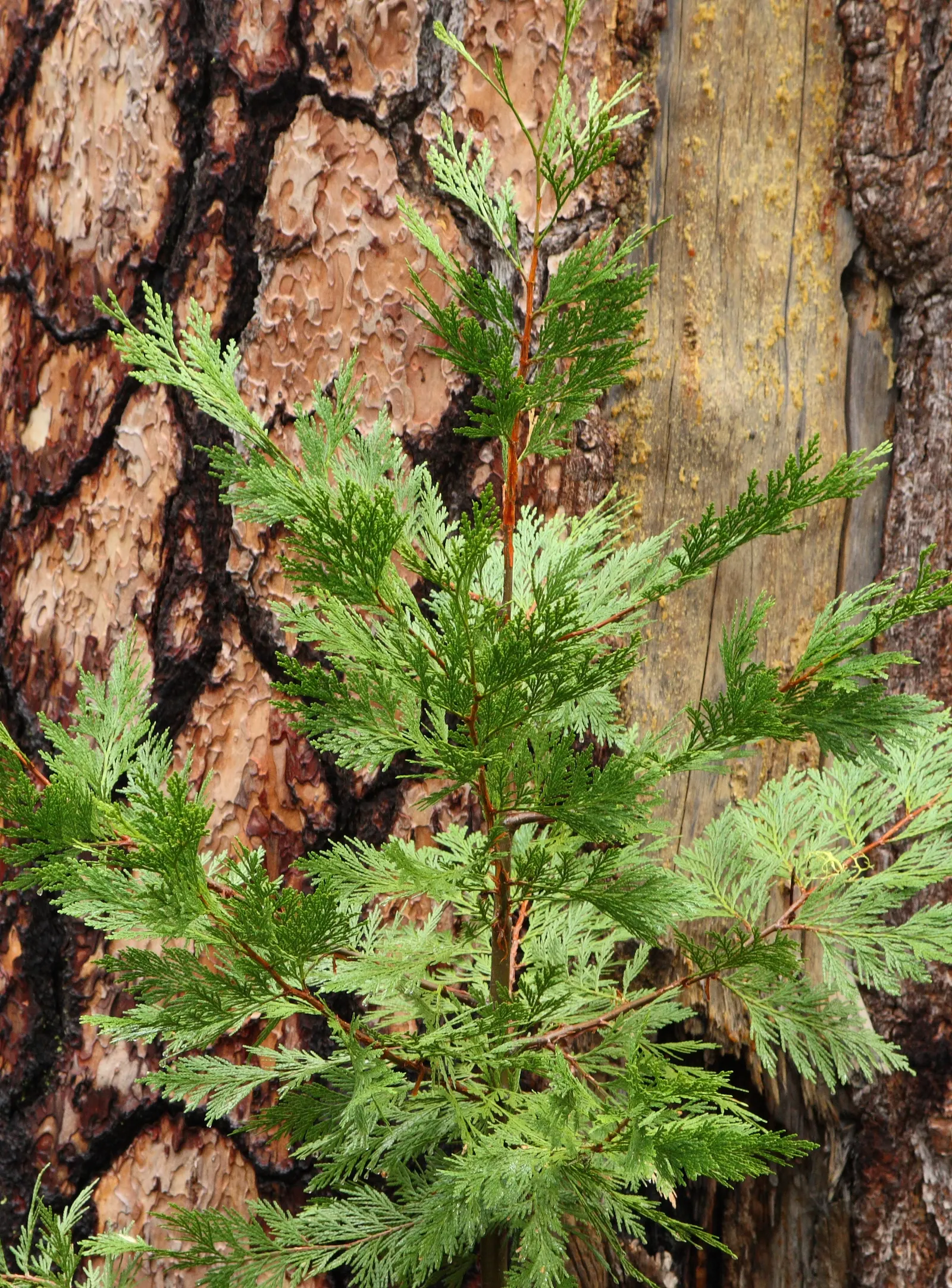 Incense Cedar (Calocedrus Decurrens) — prized for its aromatic wood and dense; this evergreen coniferous tree is prized for its tall stature