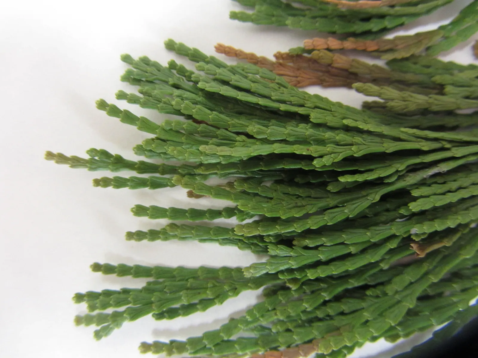 Incense Cedar (Calocedrus Decurrens) — with its attractive reddish-brown color and deeply furrowed texture