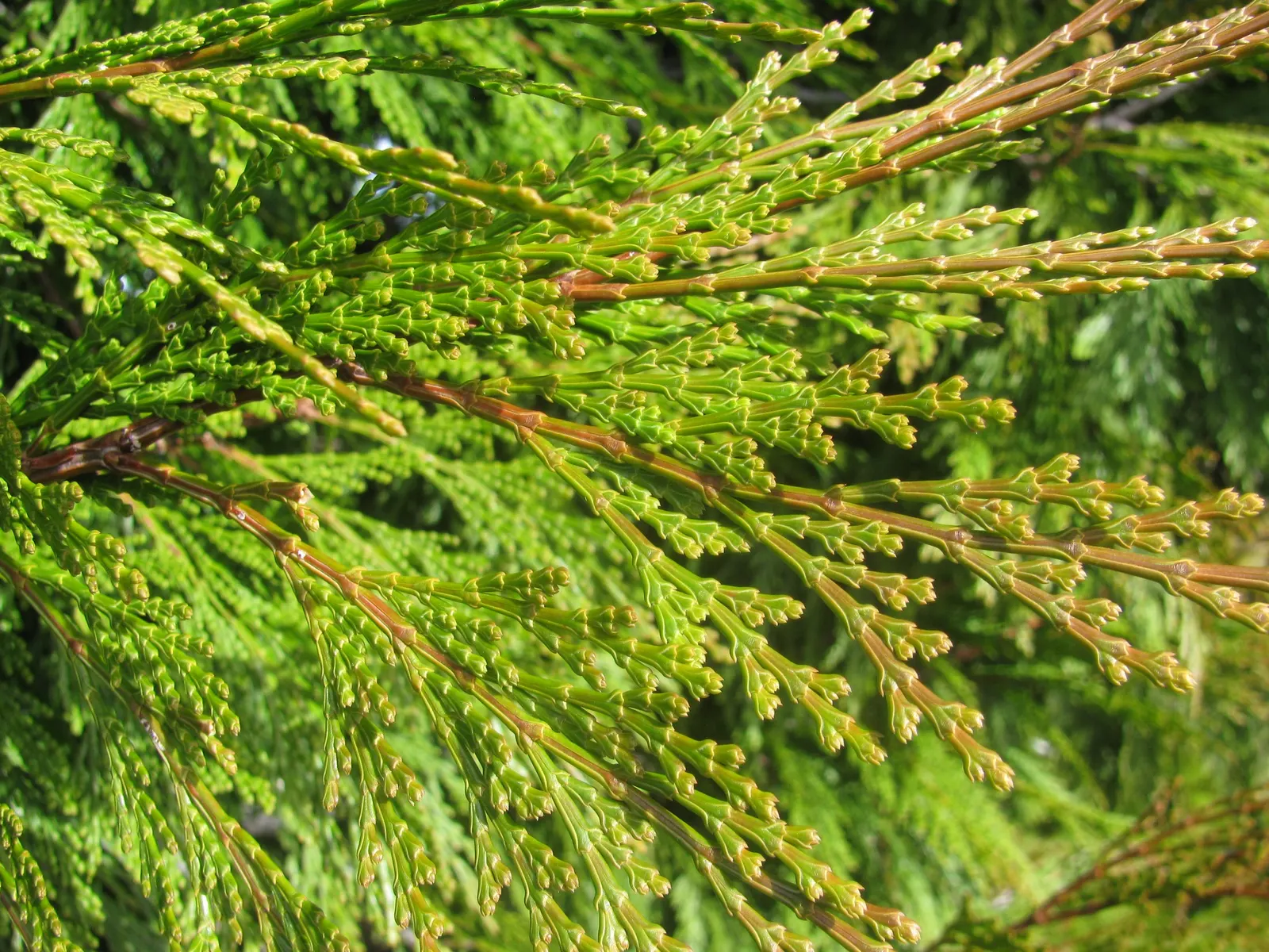 Incense Cedar (Calocedrus Decurrens) — Plant this stalwart as a single specimen; it boasts a narrow pyramidal shape when young