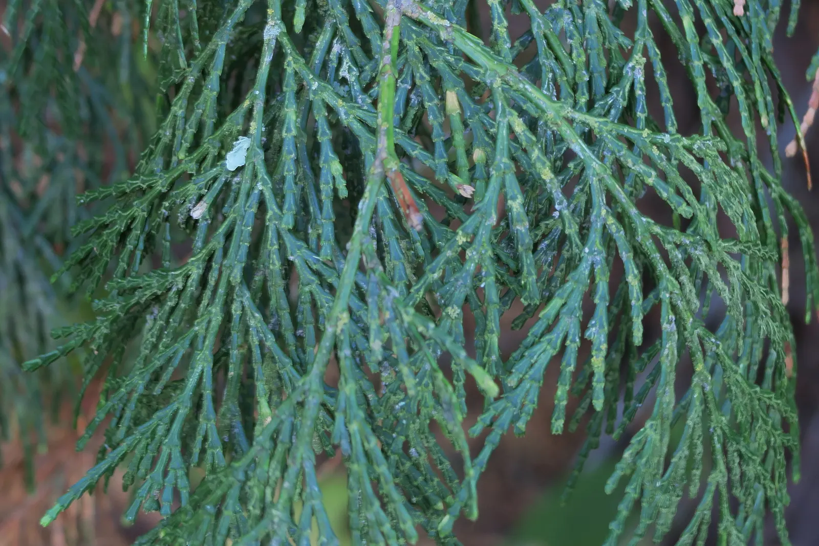 Incense Cedar (Calocedrus Decurrens) — making it an excellent choice for creating vertical interest or screening views