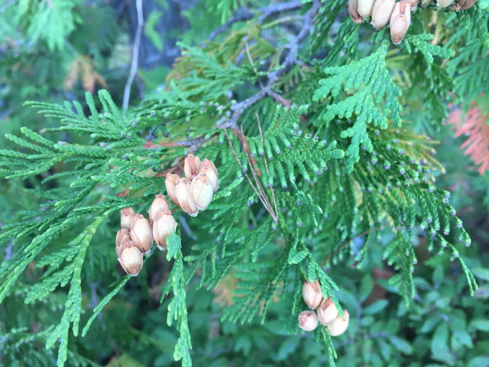 Incense Cedar (Calocedrus Decurrens) — providing a timeless backdrop to any garden setting