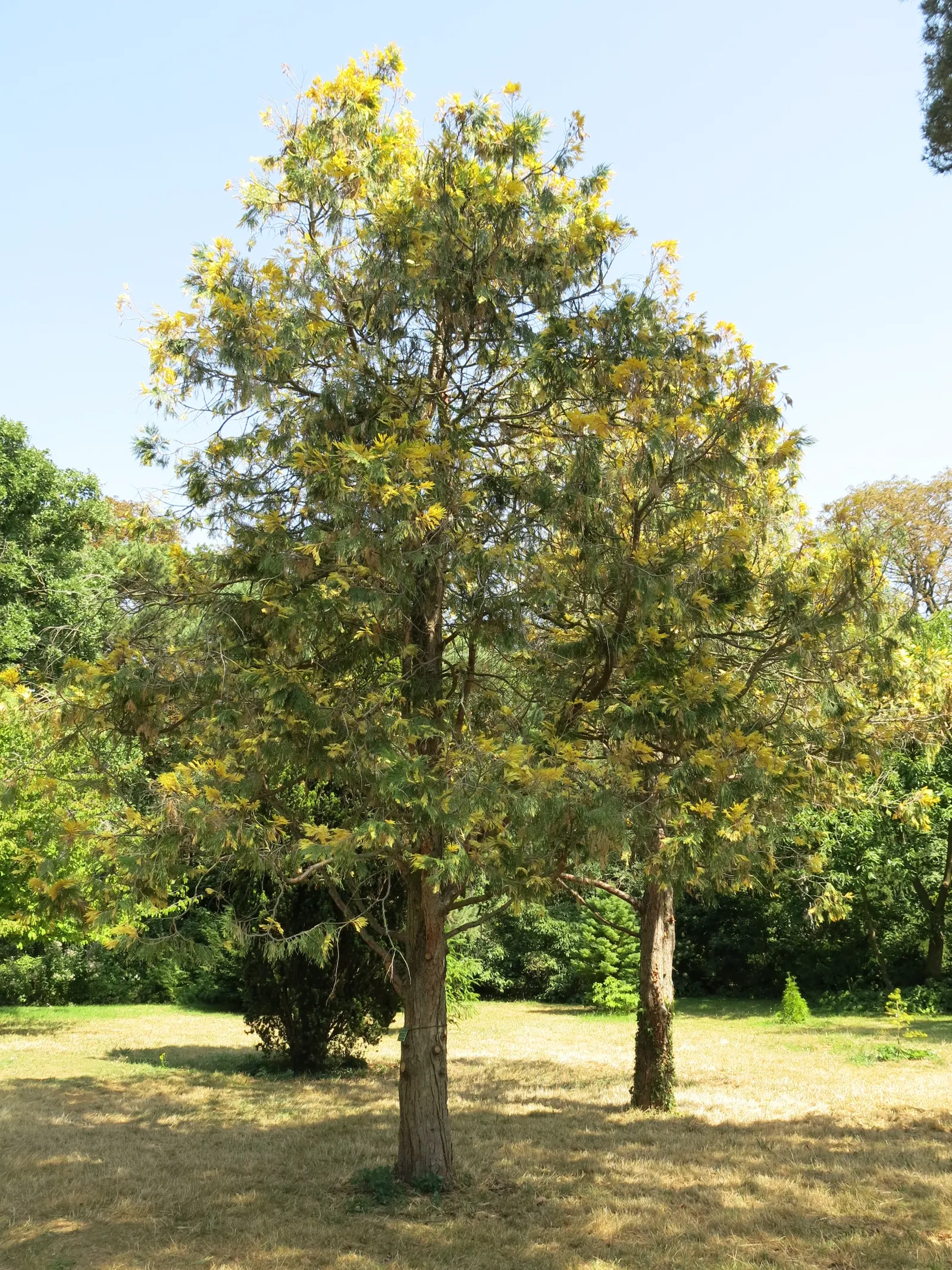Incense Cedar (Calocedrus Decurrens) — Calocedrus decurrens sets a scene of understated elegance