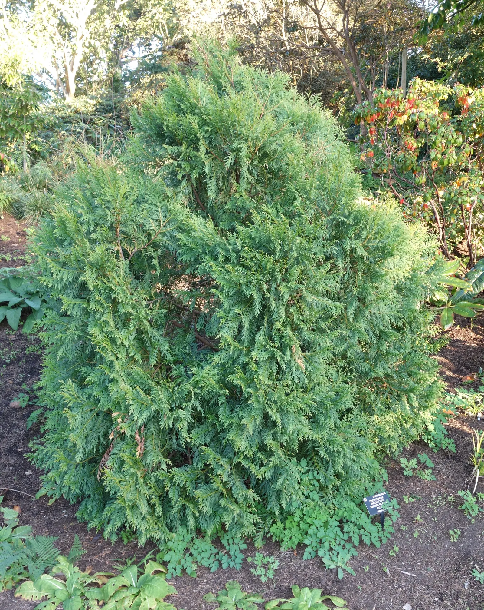Incense Cedar (Calocedrus Decurrens) — Ideal as a specimen tree or privacy screen
