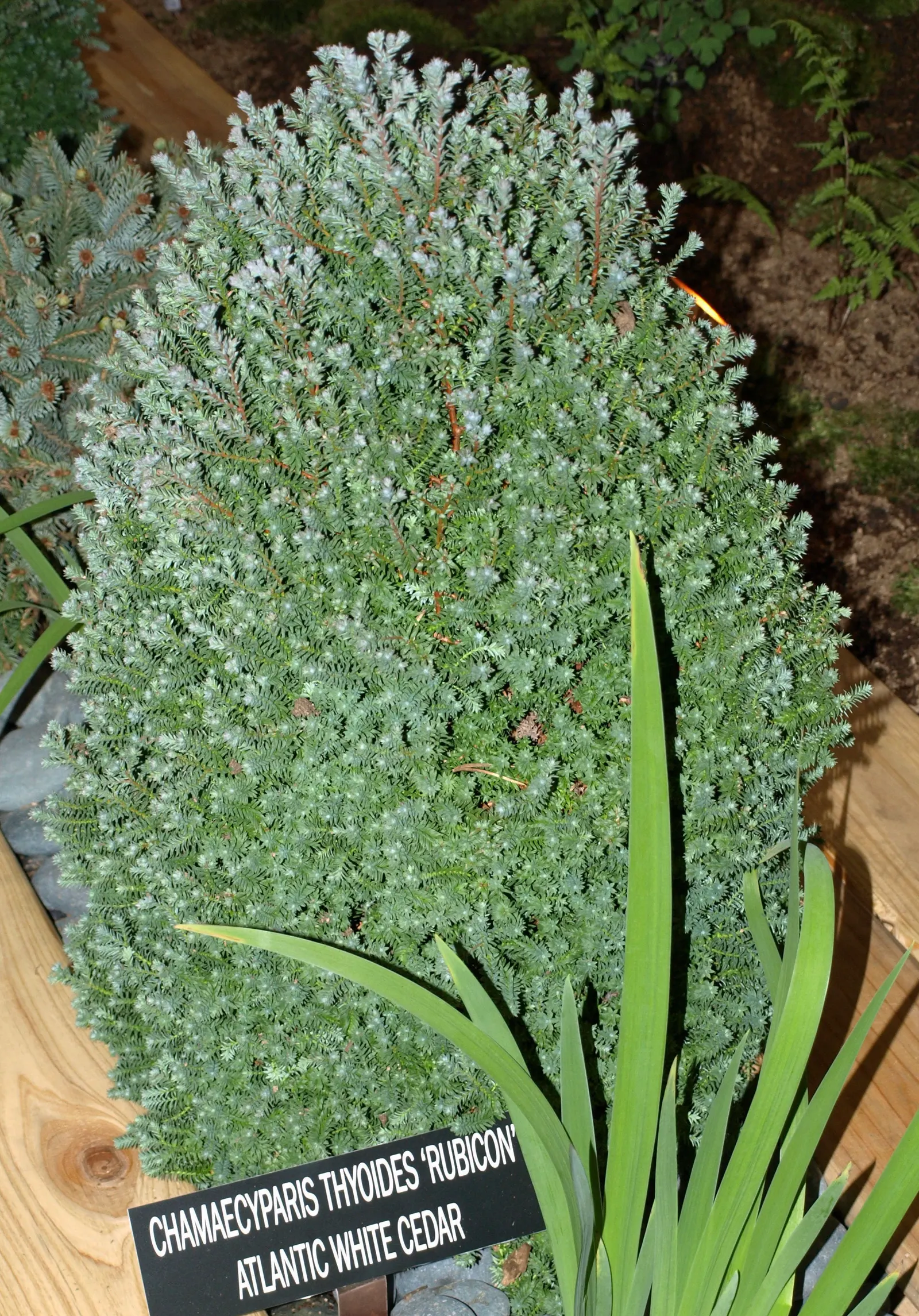 Incense Cedar (Calocedrus Decurrens) — becoming more columnar in maturity.<br><br>Its leaves are arranged in flattened