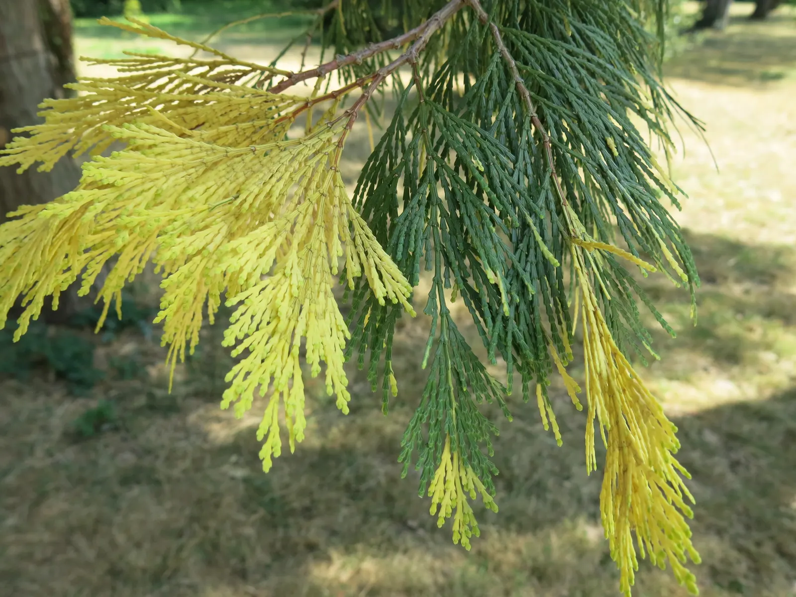 Incense Cedar (Calocedrus Decurrens) — scale-like sprays of lush green