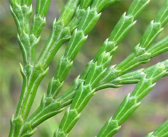 Incense Cedar (Calocedrus Decurrens) — peeling in long strips that add to the tree's ornamental appeal.<br><br>Well-adapted to a variety of soils