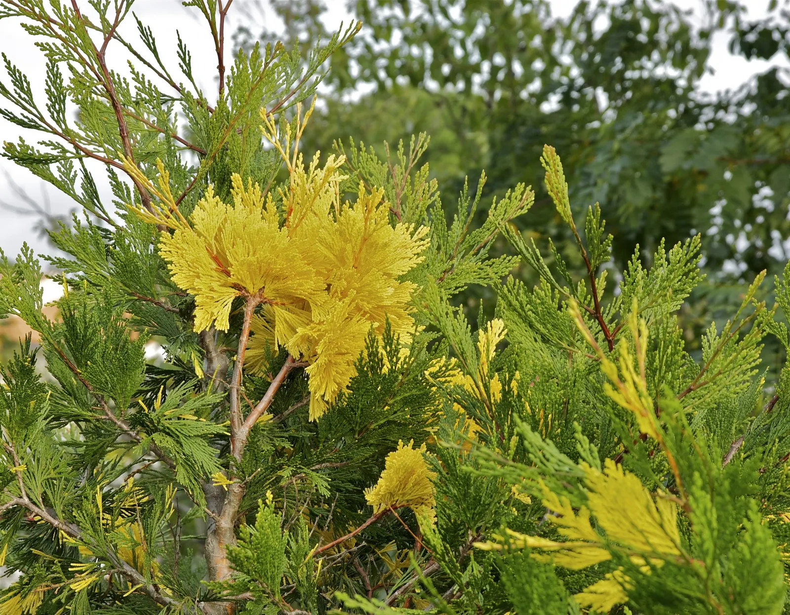 Incense Cedar (Calocedrus Decurrens) — presents an impressive addition to any landscape with its elegant