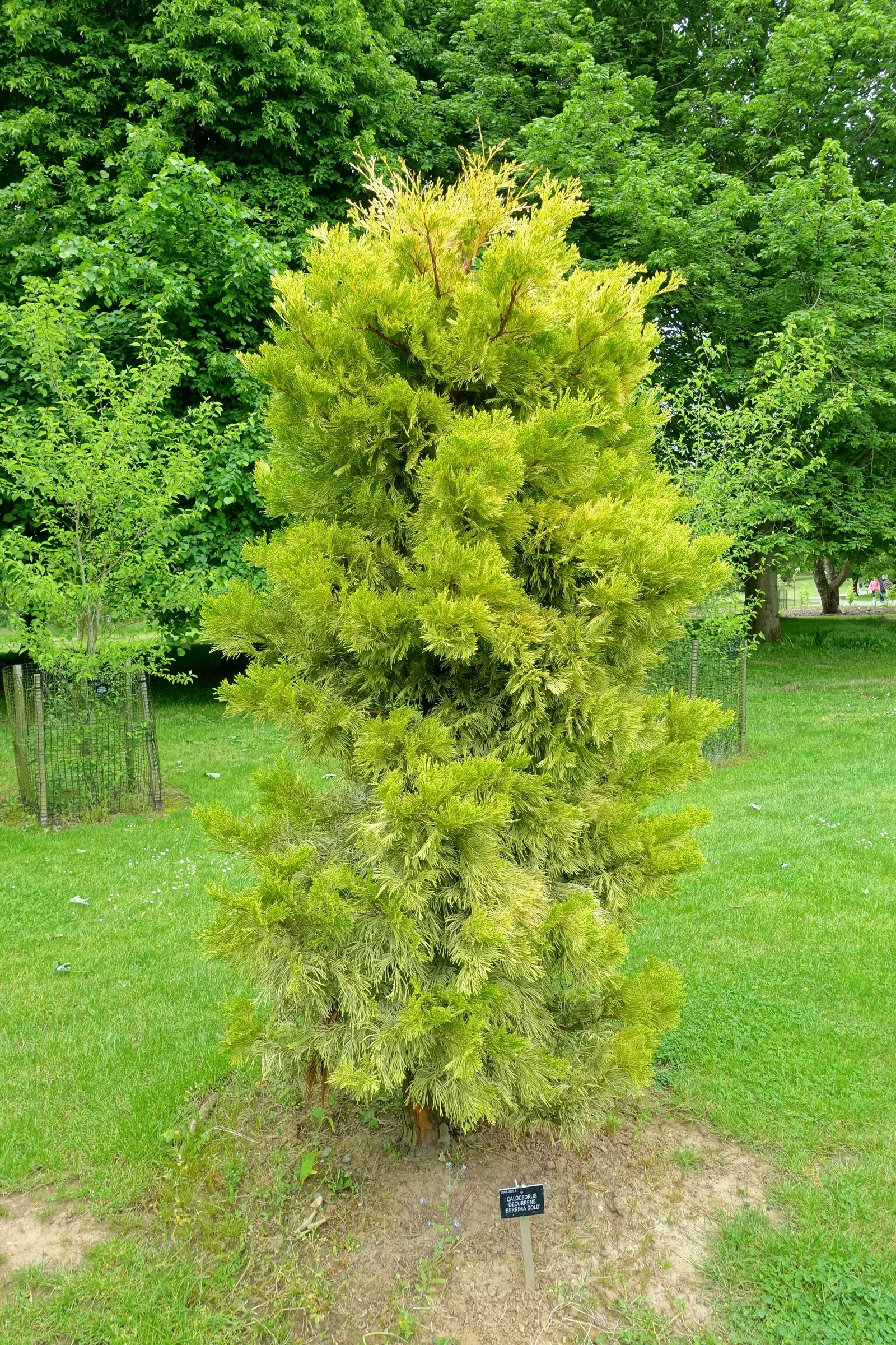 Incense Cedar (Calocedrus Decurrens) — It boasts a narrow pyramidal shape when young