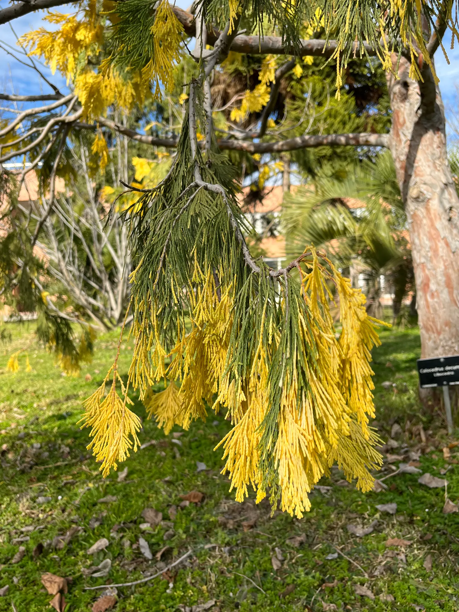 Incense Cedar (Calocedrus Decurrens) — conical structure and dense
