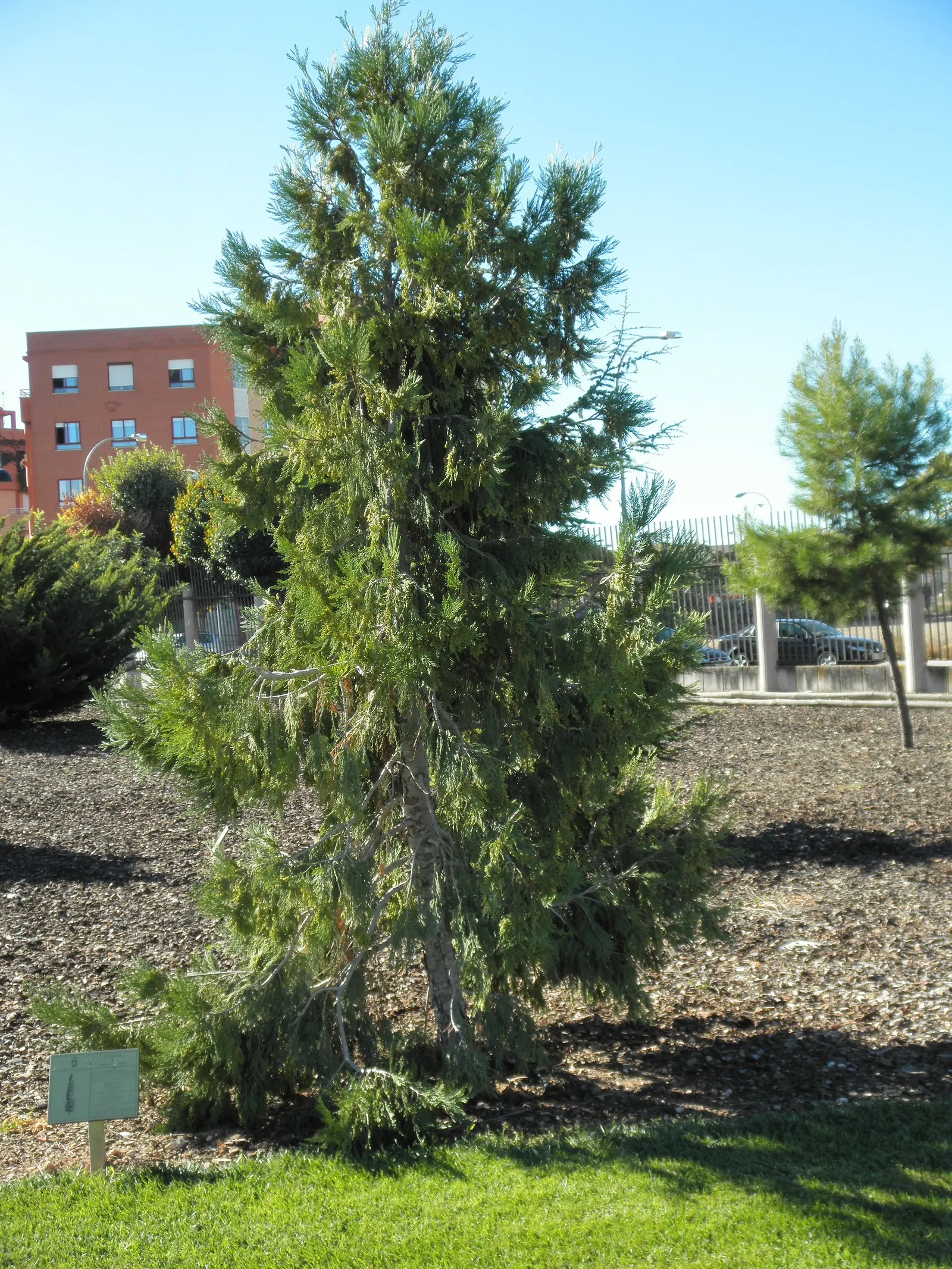 Incense Cedar (Calocedrus Decurrens) — inconspicuous cones about 1 inch in size