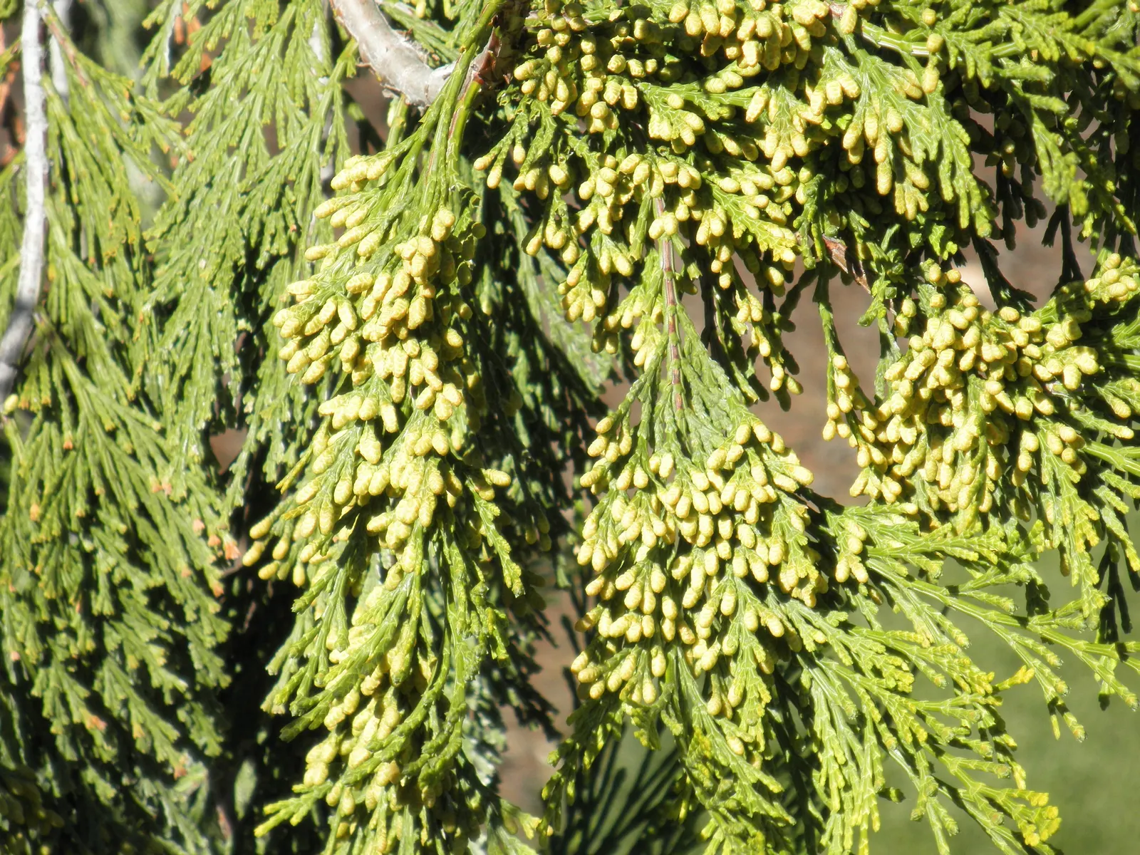 Incense Cedar (Calocedrus Decurrens) — which emit a distinctive spicy fragrance when crushed