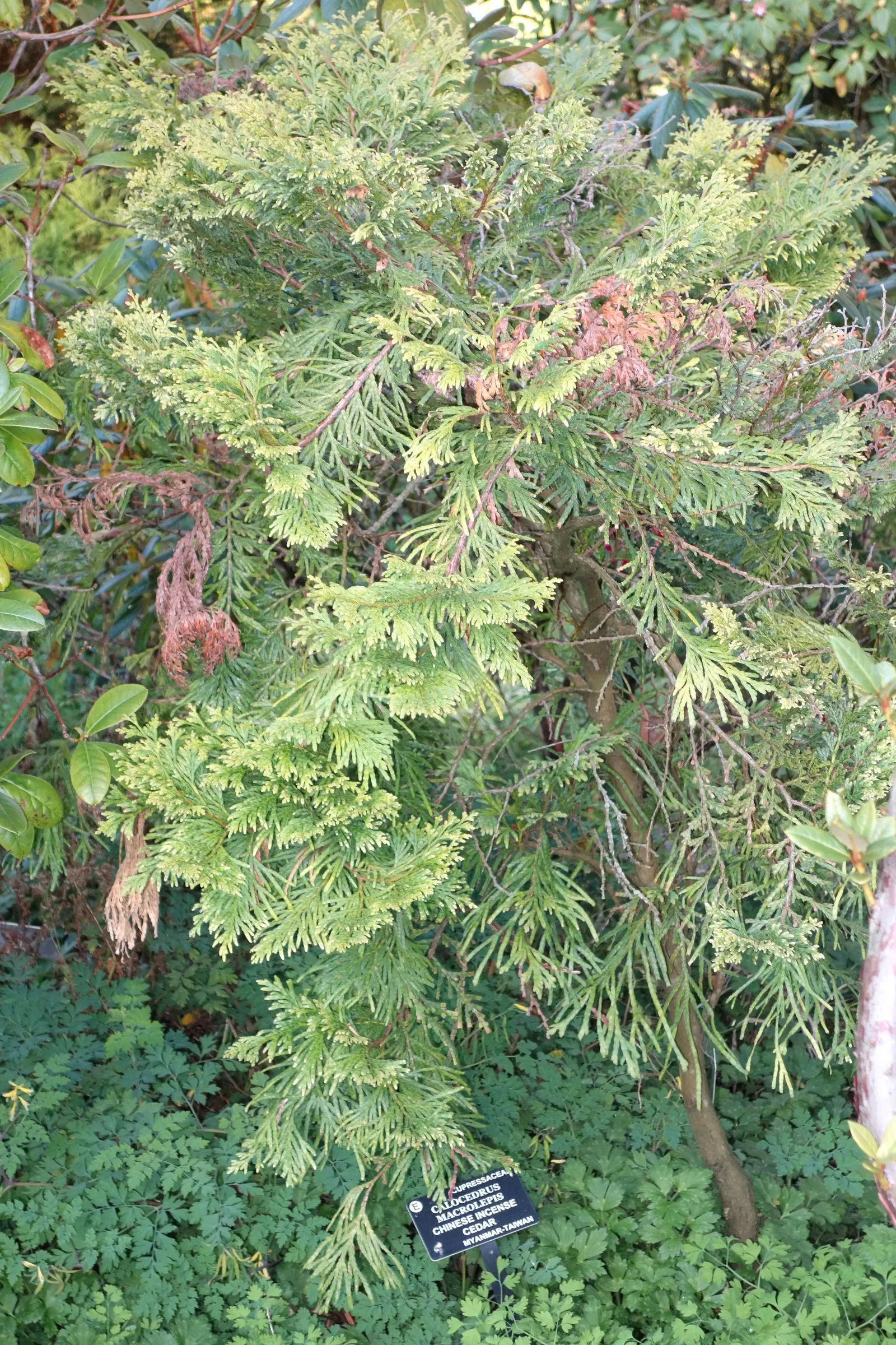 Incense Cedar (Calocedrus Decurrens) — scientifically named Calocedrus decurrens