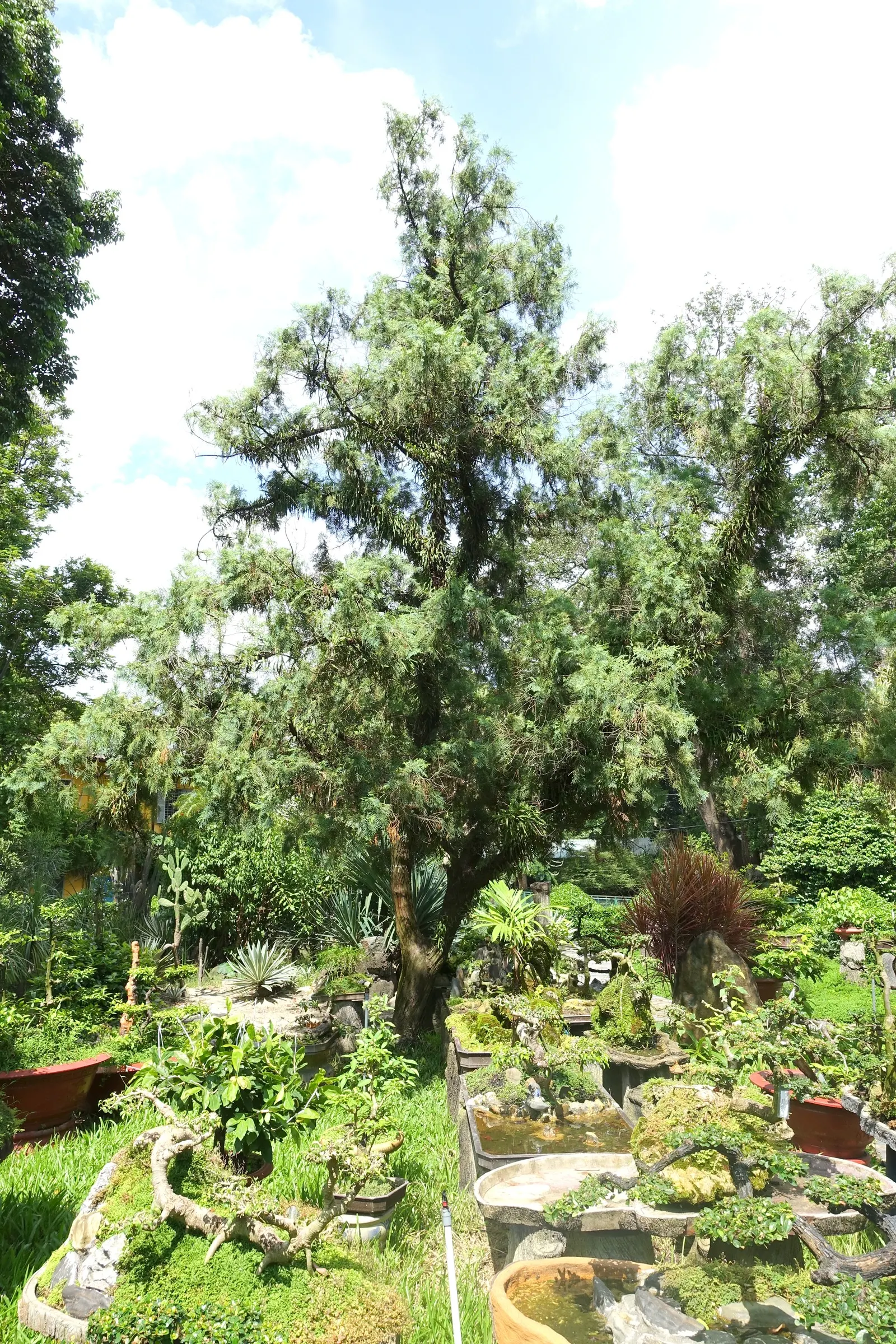 Incense Cedar (Calocedrus Decurrens) — potentially reaching heights of 50 to 75 feet with a spread of 10 to 15 feet