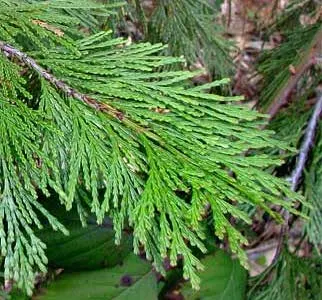 Incense Cedar (Calocedrus Decurrens) — Foliage is scale-like, bright green turning bronze in cold; hardy in USDA zones 5 to 8