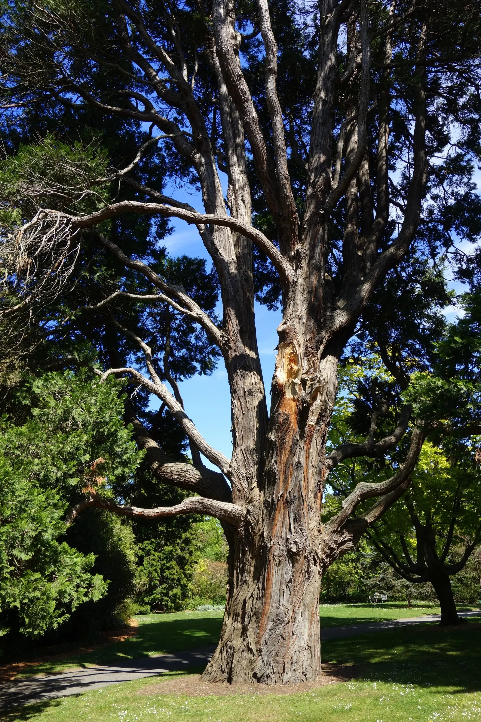 Incense Cedar (Calocedrus Decurrens) — Foliage is scale-like, bright green turning bronze in cold