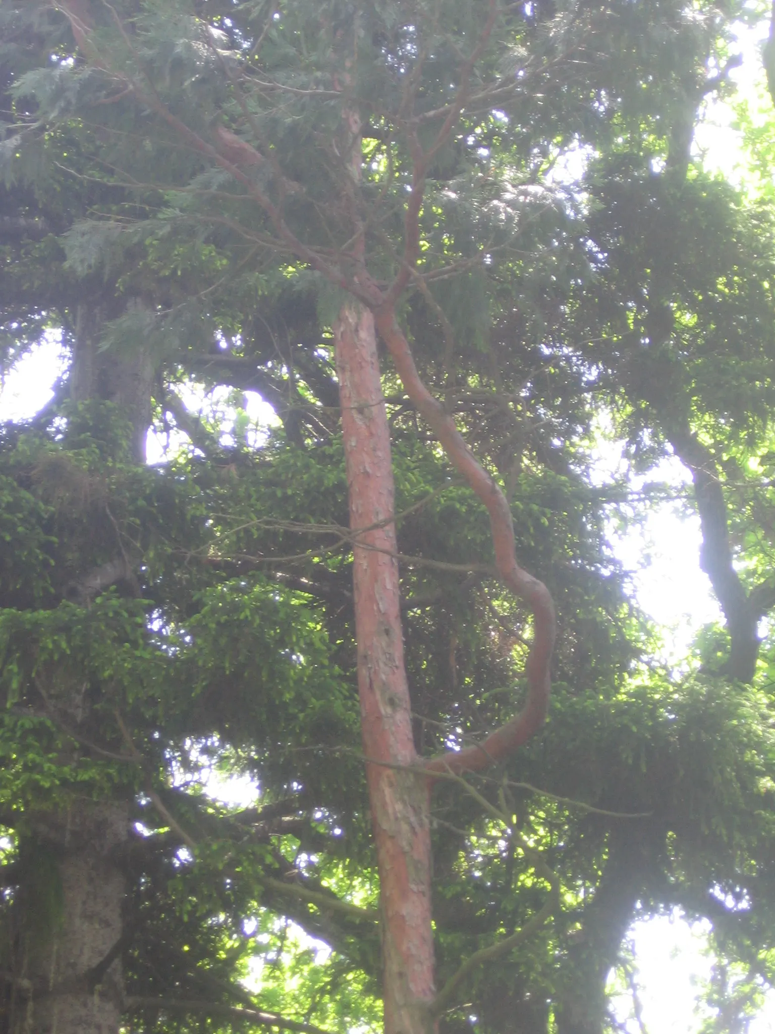 Incense Cedar (Calocedrus Decurrens) — This evergreen coniferous tree is prized for its tall stature