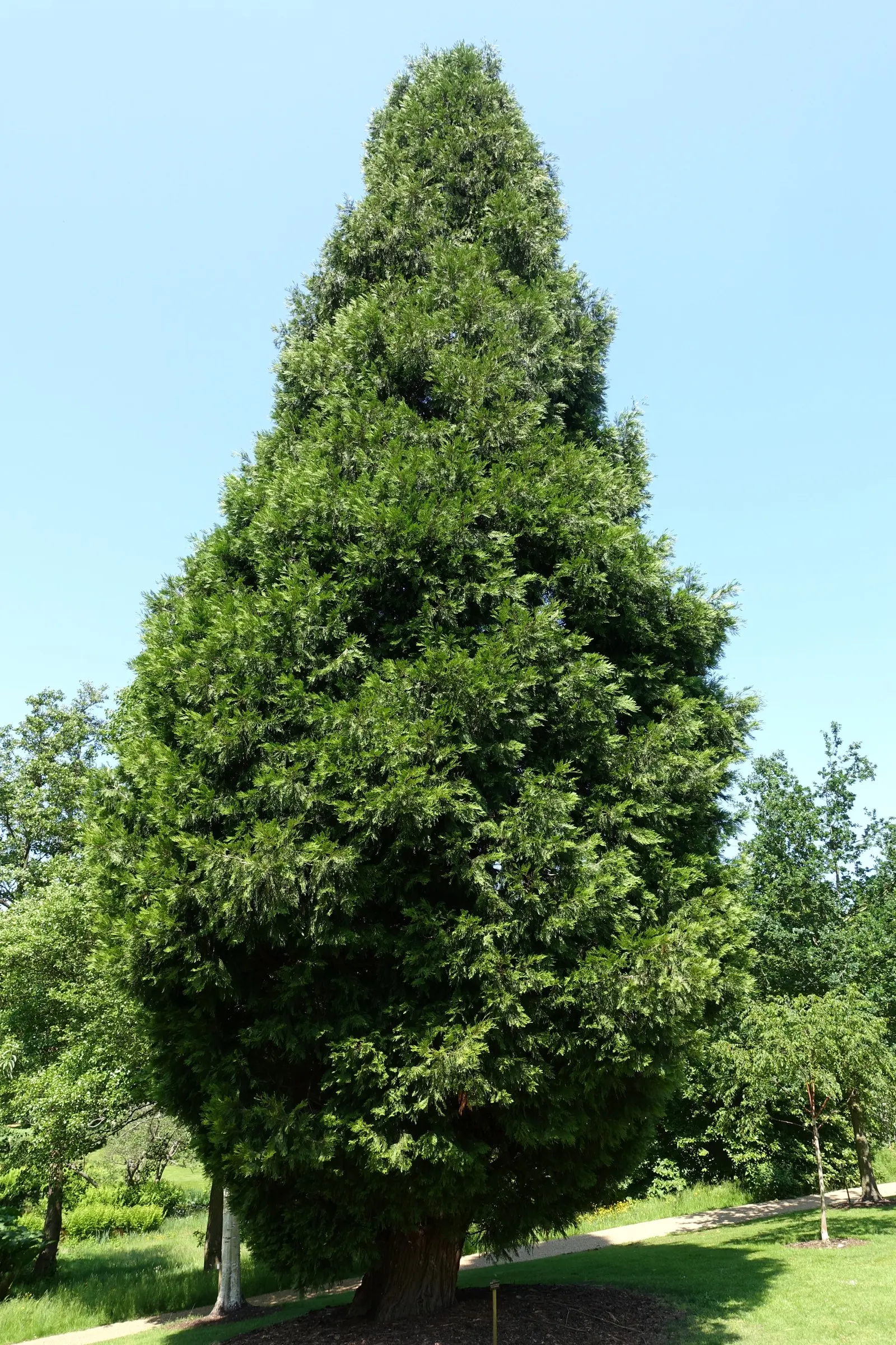 Incense Cedar (Calocedrus Decurrens) — The bark is particularly noteworthy