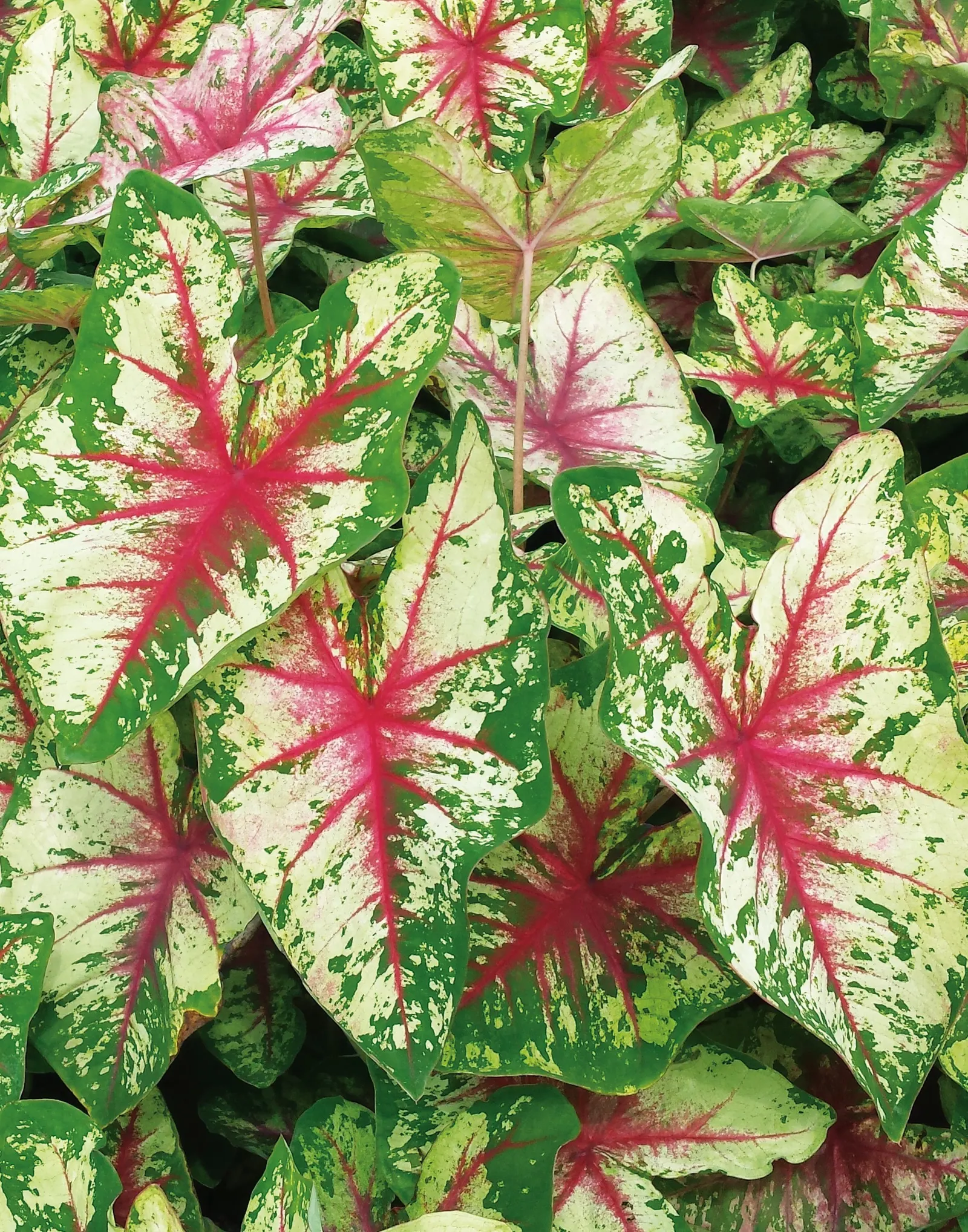 Flatter Me Sun or Shade Caladium (Caladium hortulanum) — as dry stress can yellow the leaves