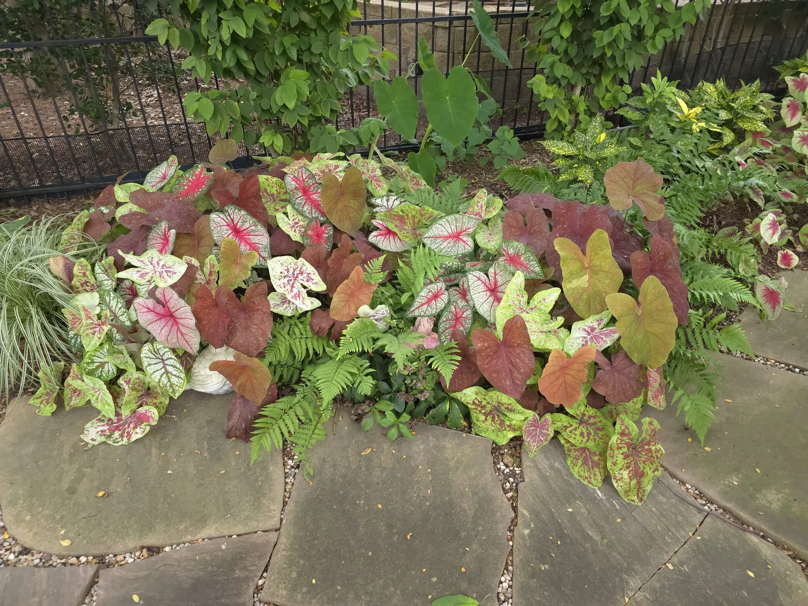Flatter Me Sun or Shade Caladium (Caladium hortulanum) — Average water is sufficient