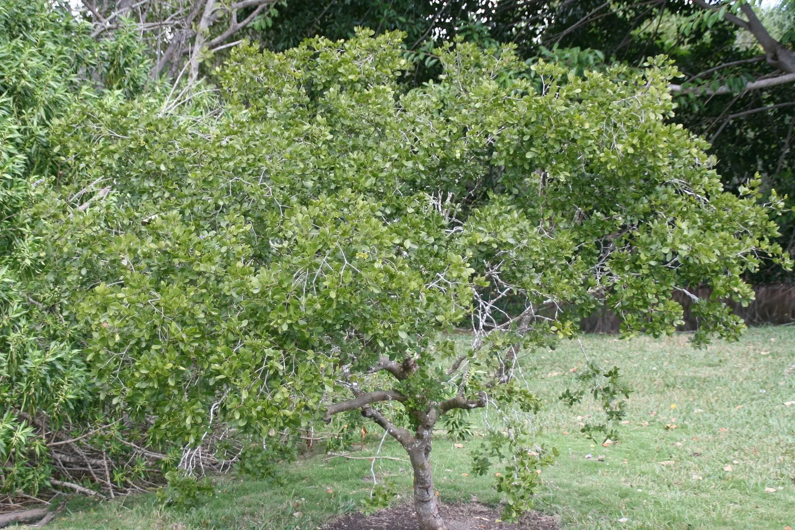 Guayacan (Guaiacum Coulteri) — adding to the ecological value of the garden