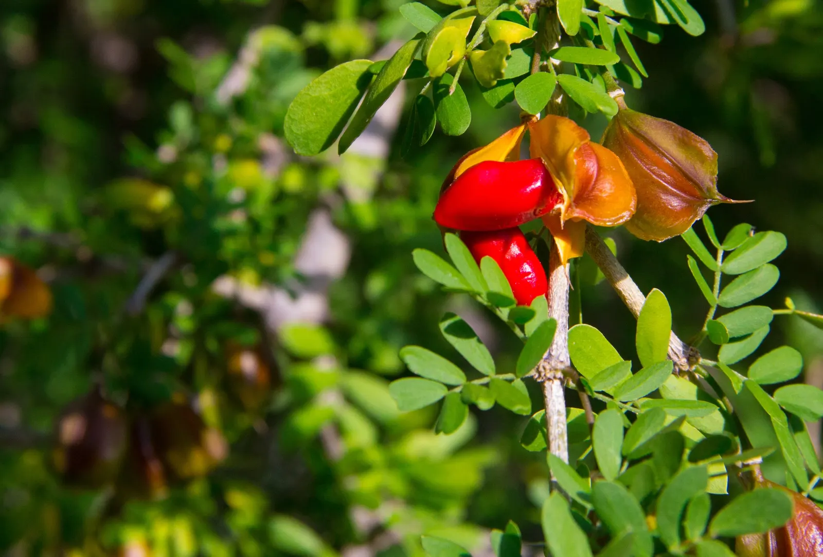 Guayacan (Guaiacum Coulteri) — Guayacans thrive in full sun and well-drained soil, requiring minimal water once established