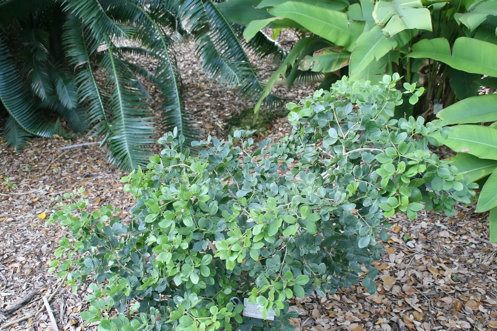 Guayacan (Guaiacum Coulteri) — Distinguished by its dense