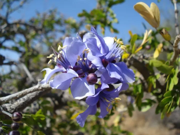 Guayacan (Guaiacum Coulteri) — dark green compound leaves