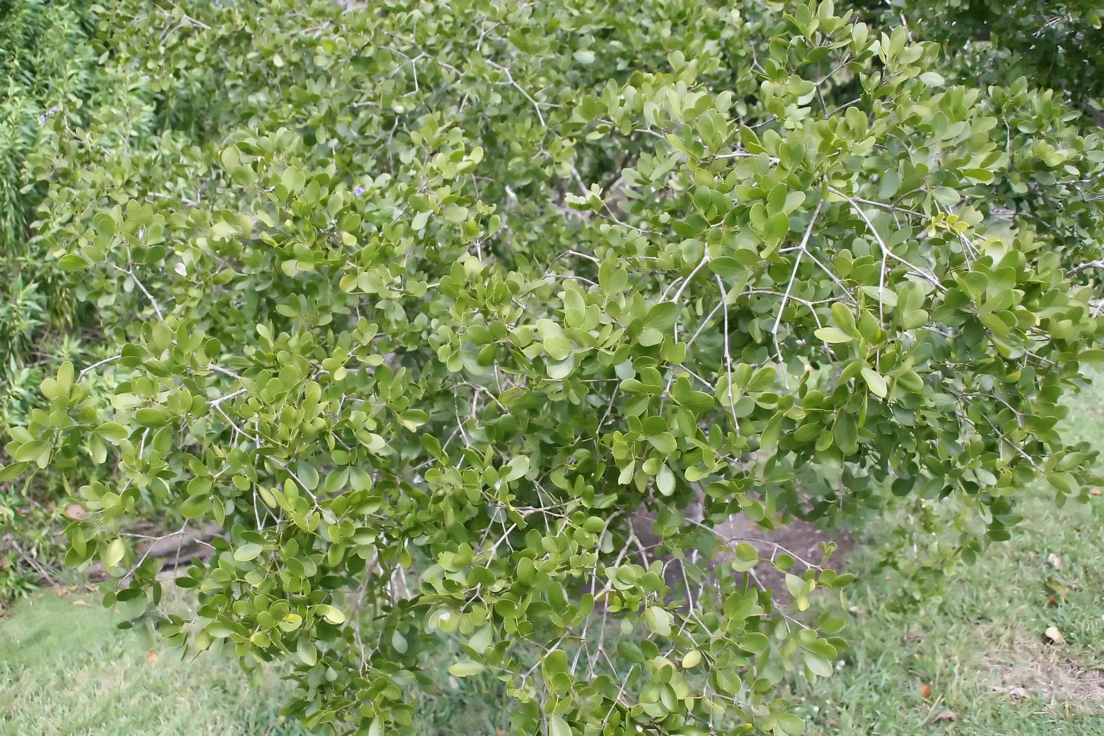Guayacan (Guaiacum Coulteri) — the Guayacan reaches heights of 10 to 15 feet