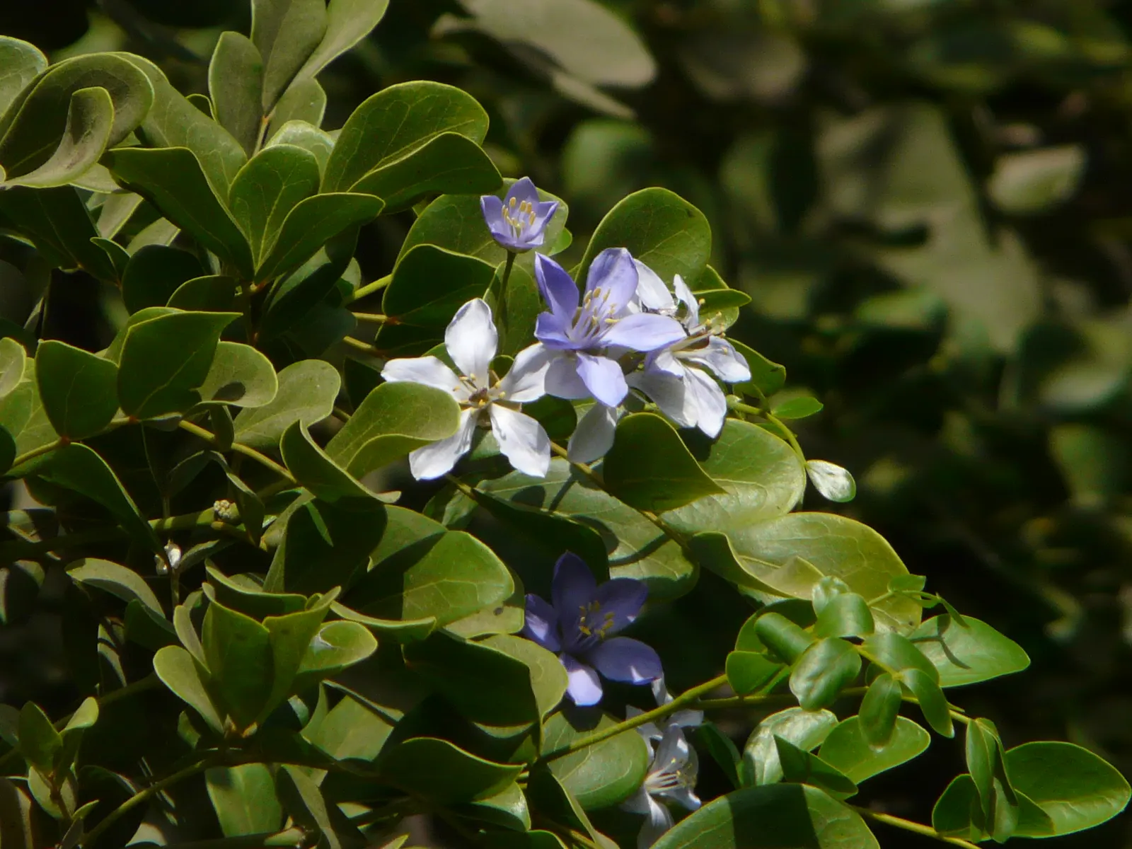 Guayacan (Guaiacum Coulteri) — Its growth pattern is upright, offering a naturally rounded canopy that provides dappled shade