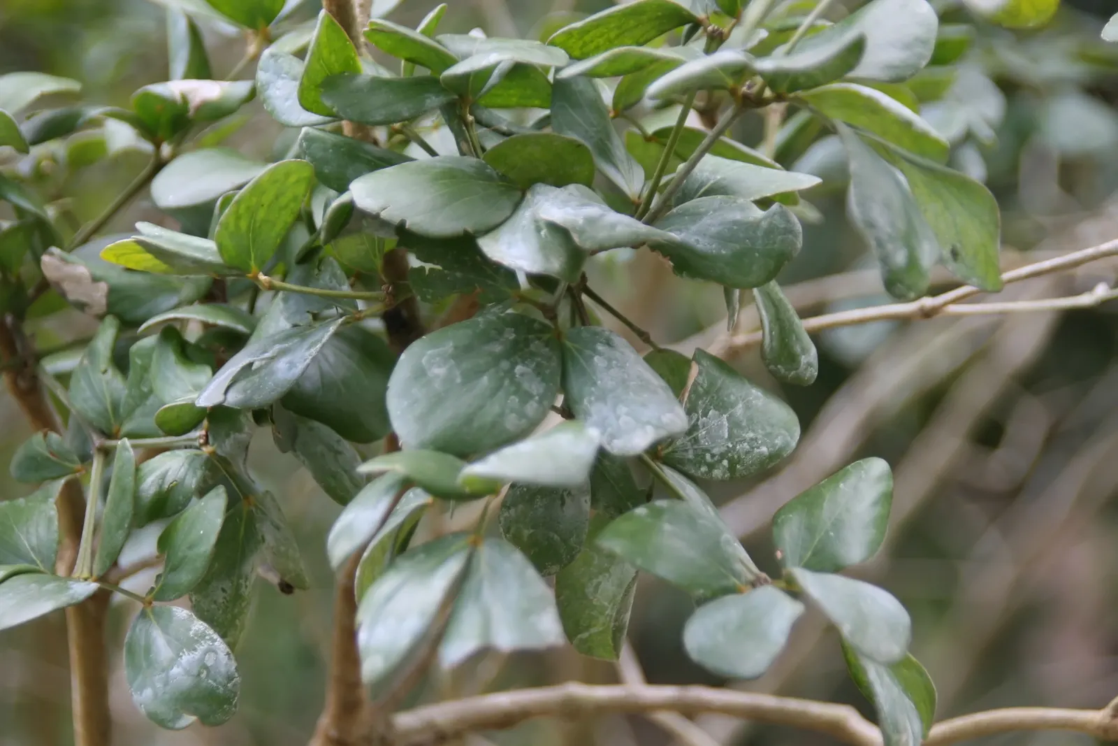 Guayacan (Guaiacum Coulteri) — Hardy and drought-resistant