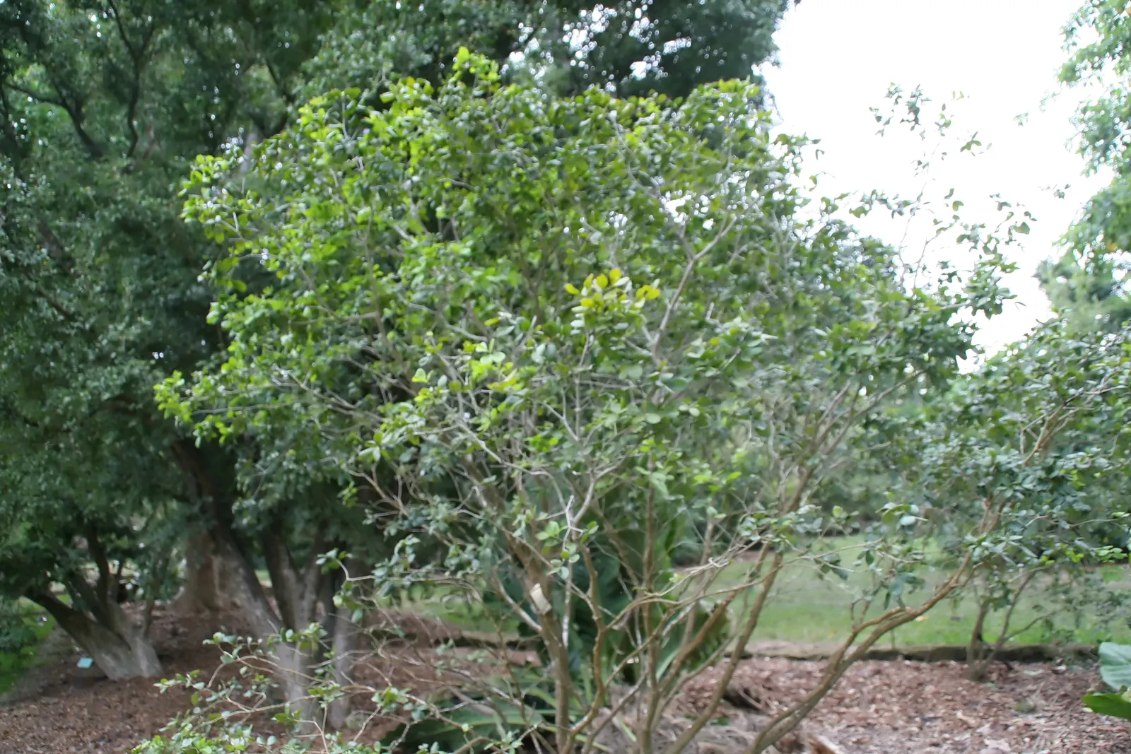 Guayacan (Guaiacum Coulteri) — and alluring blue to violet summer flowers