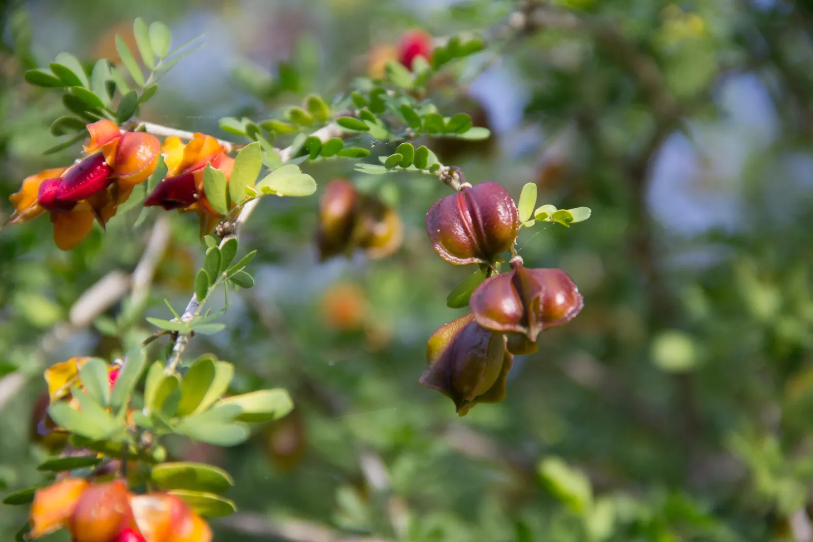 Guayacan (Guaiacum Coulteri) — enhancing Southwestern landscapes